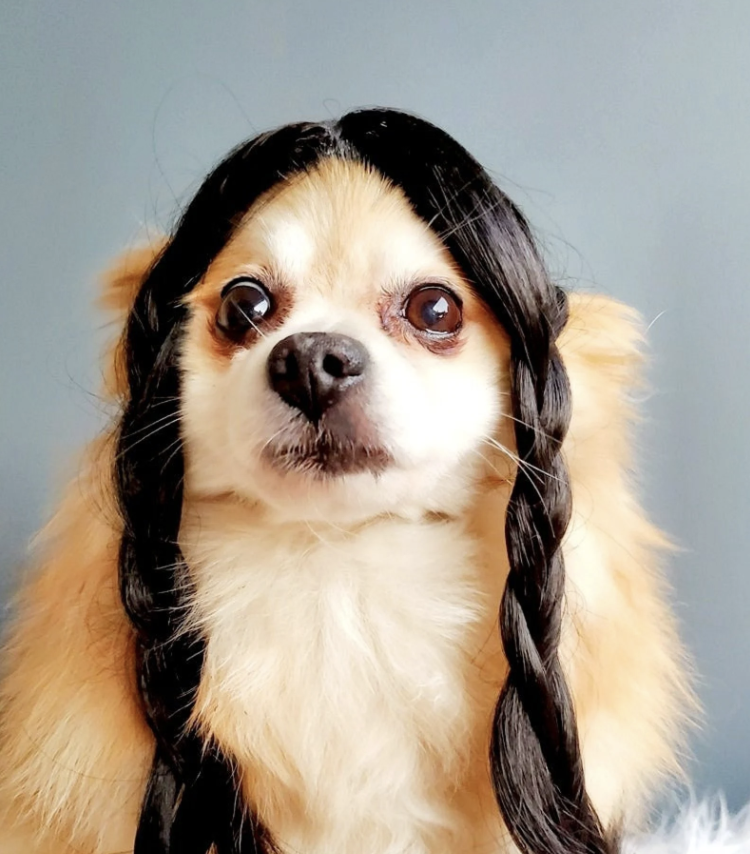 Dog in a wednesday addams wig