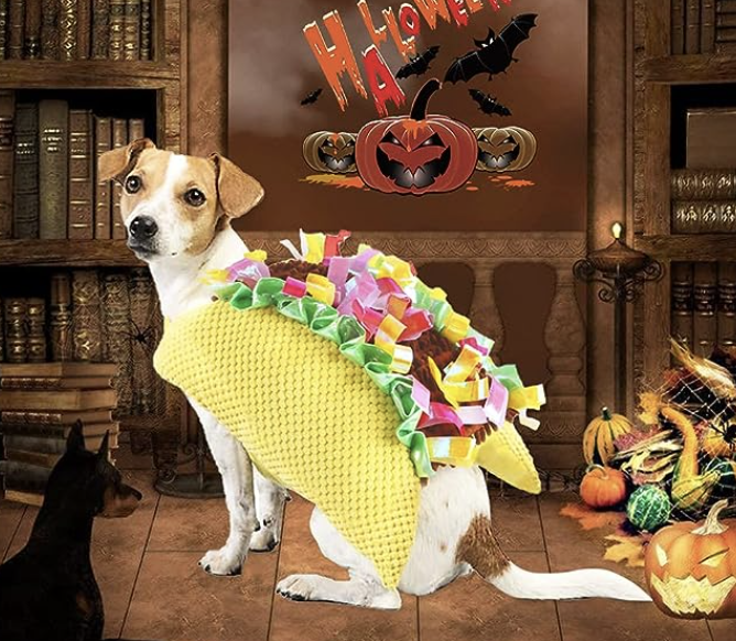 Dog dressed up as a taco