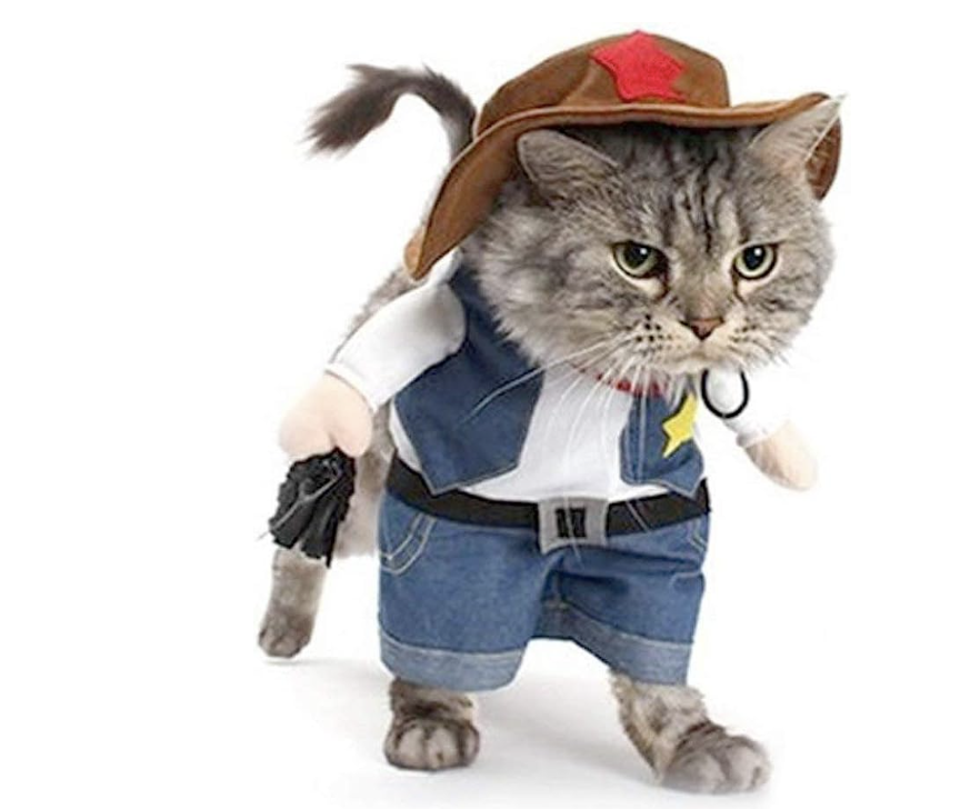 Cat dressed as a sheriff
