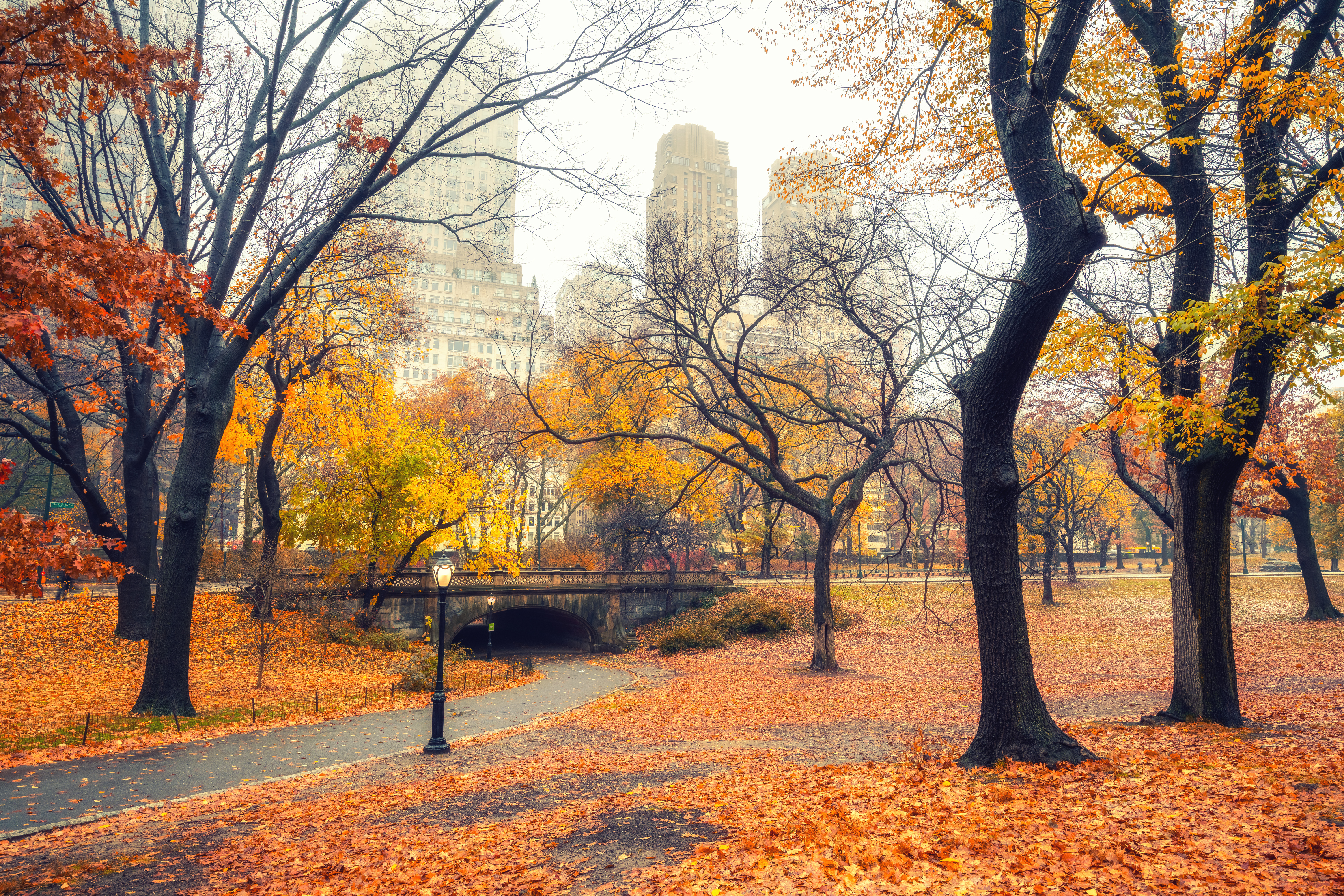 Central park at rainy morning, New York City, USA