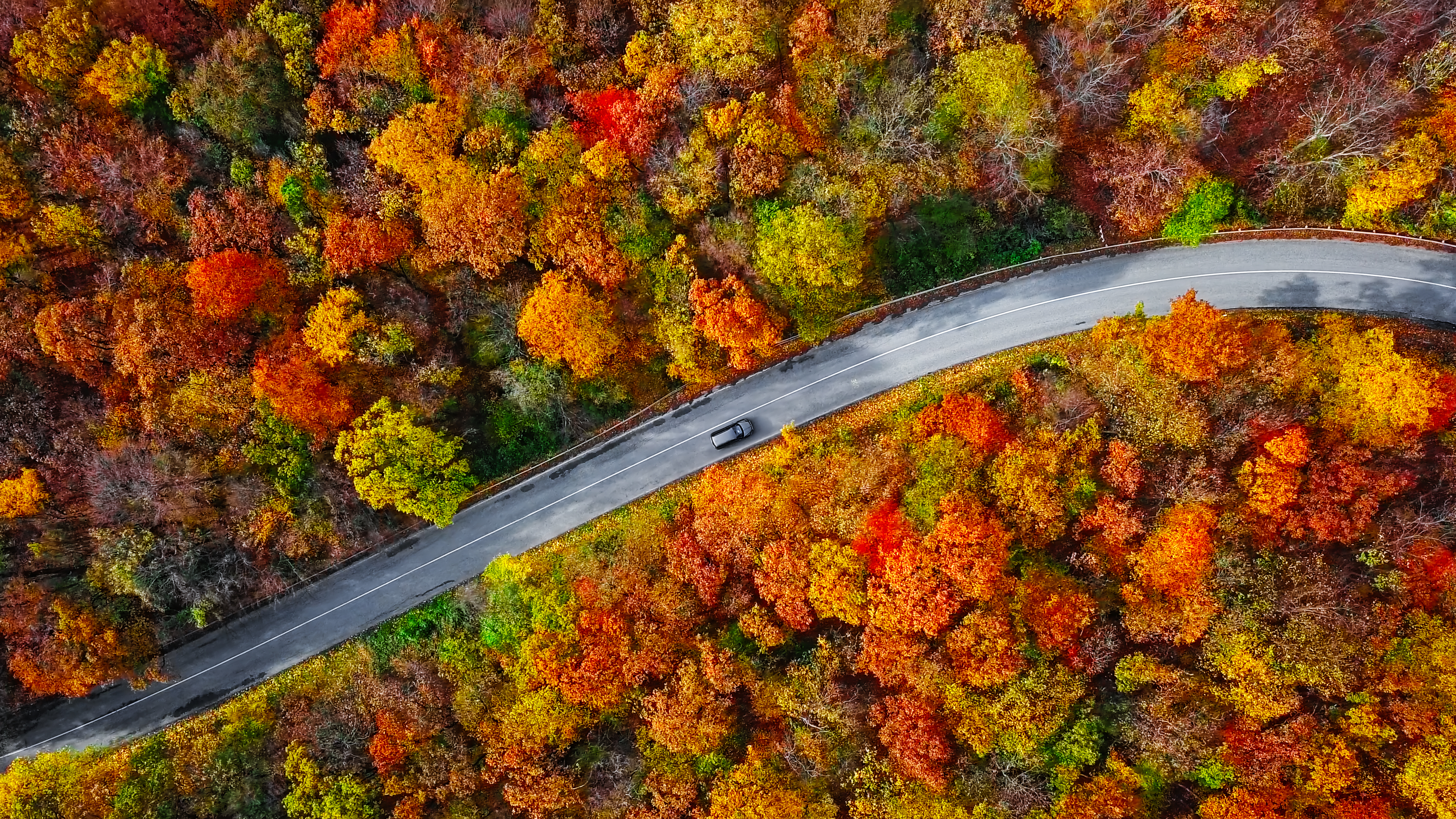 Autumn forest road in morning