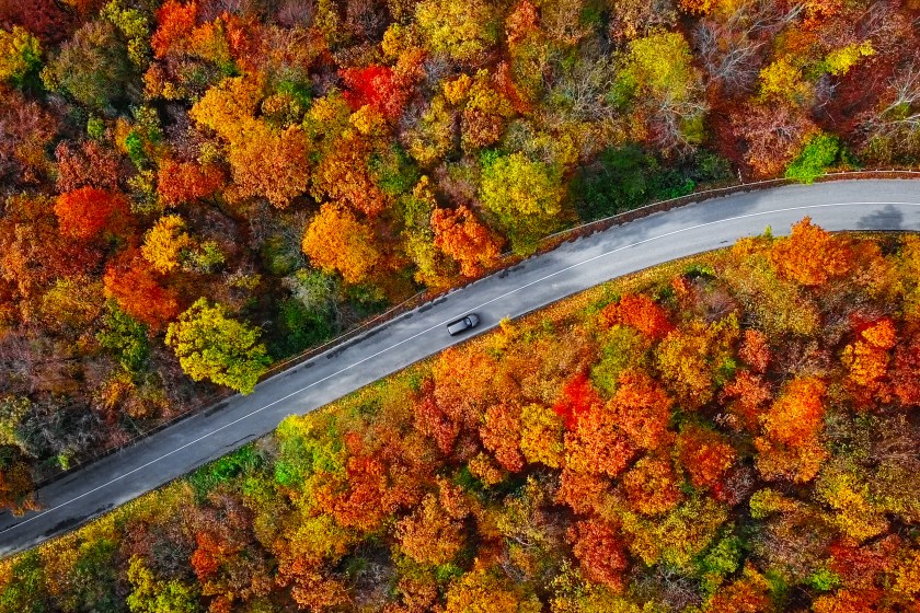 Autumn forest road in morning