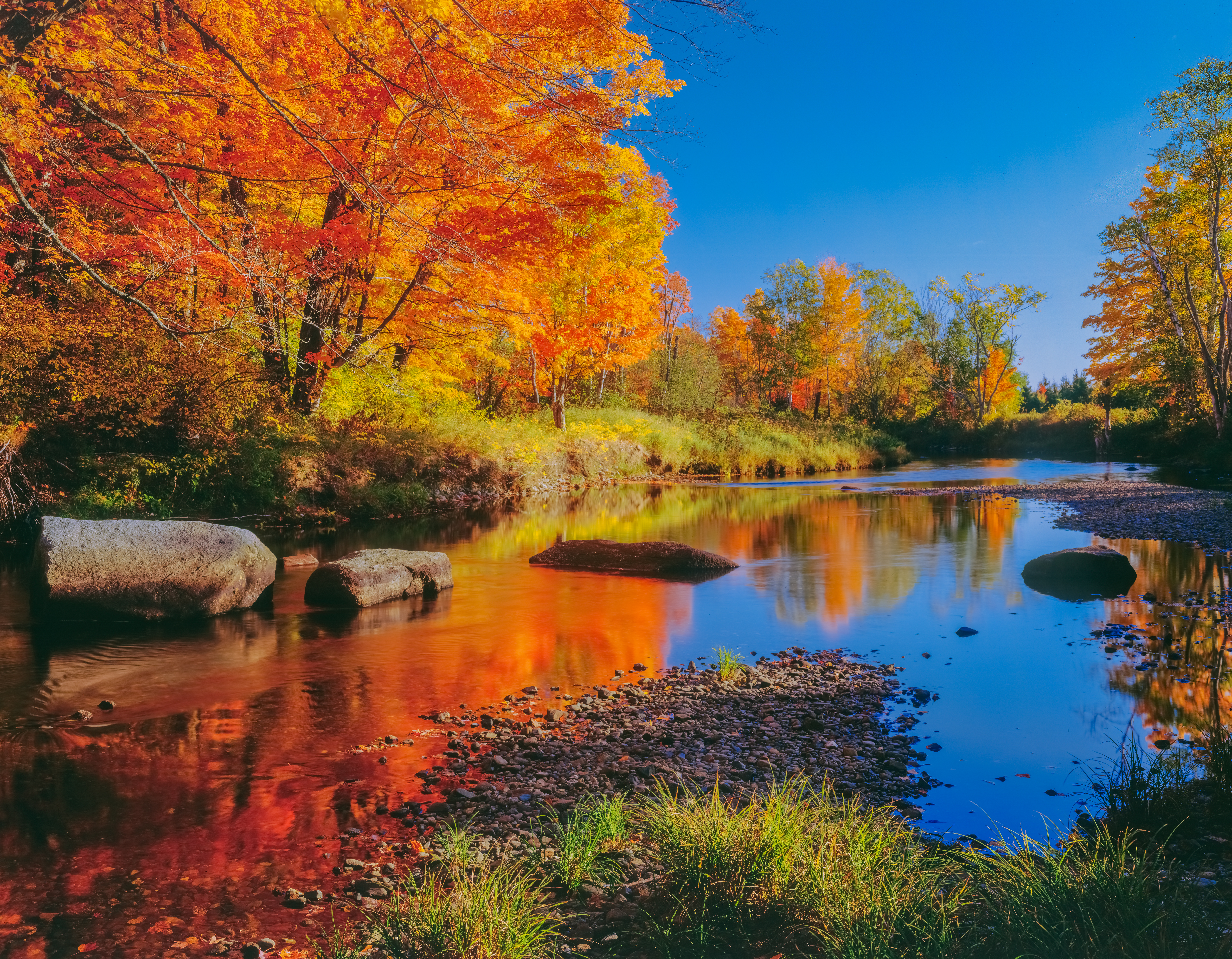 BRILLIANT AUTUMN SUGAR MAPLES LINE THE BANKS OF THE "WELLS RIVER