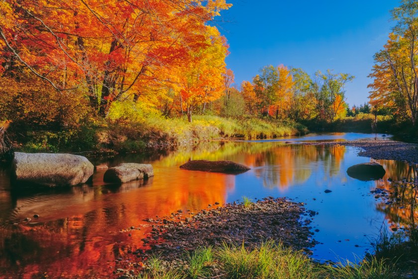 BRILLIANT AUTUMN SUGAR MAPLES LINE THE BANKS OF THE "WELLS RIVER