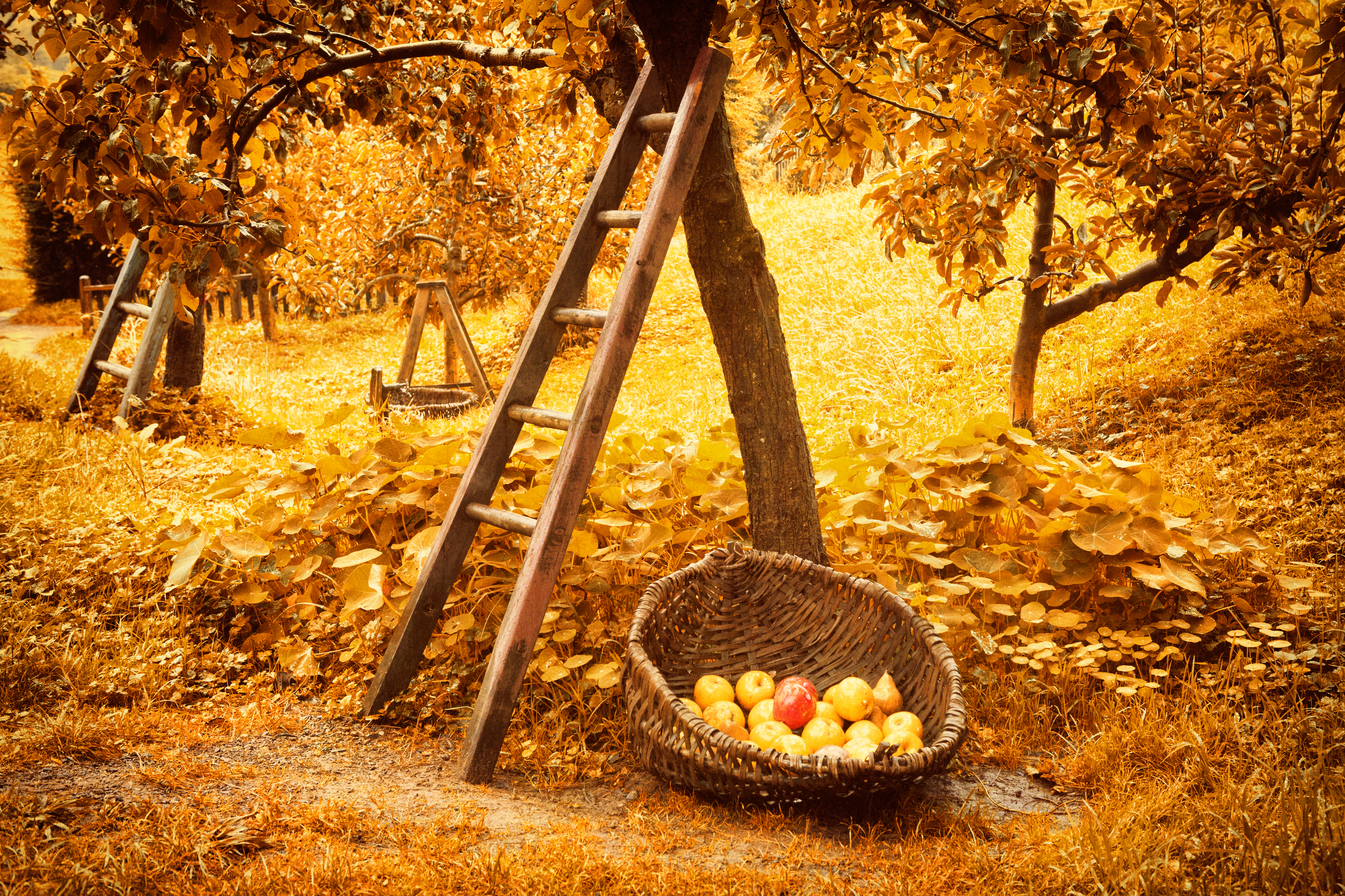 Fresh apples picked from an orchard sit in a basket next to a tree and ladder.