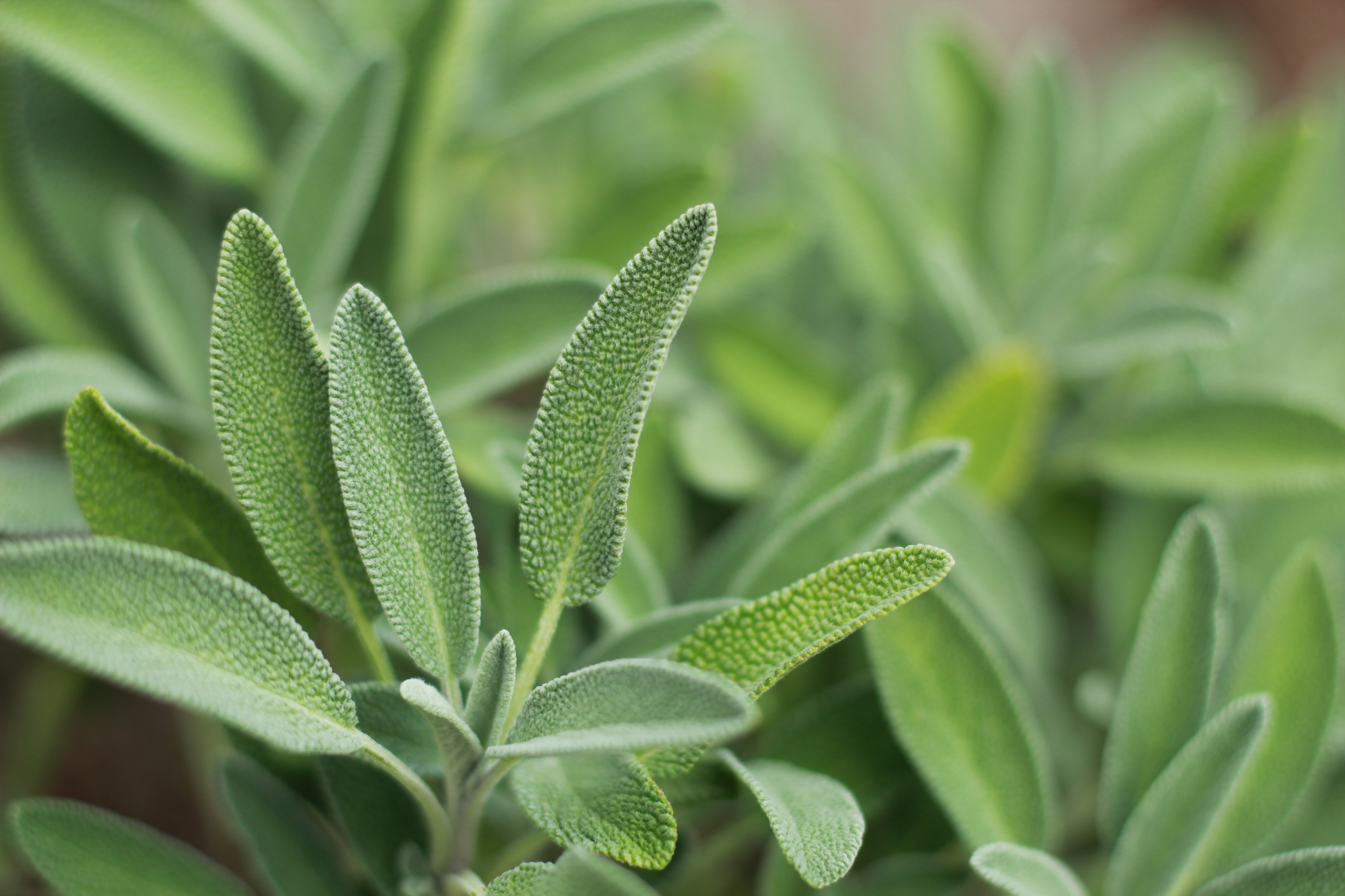 Organic safe plants growing in the fields, close up view.