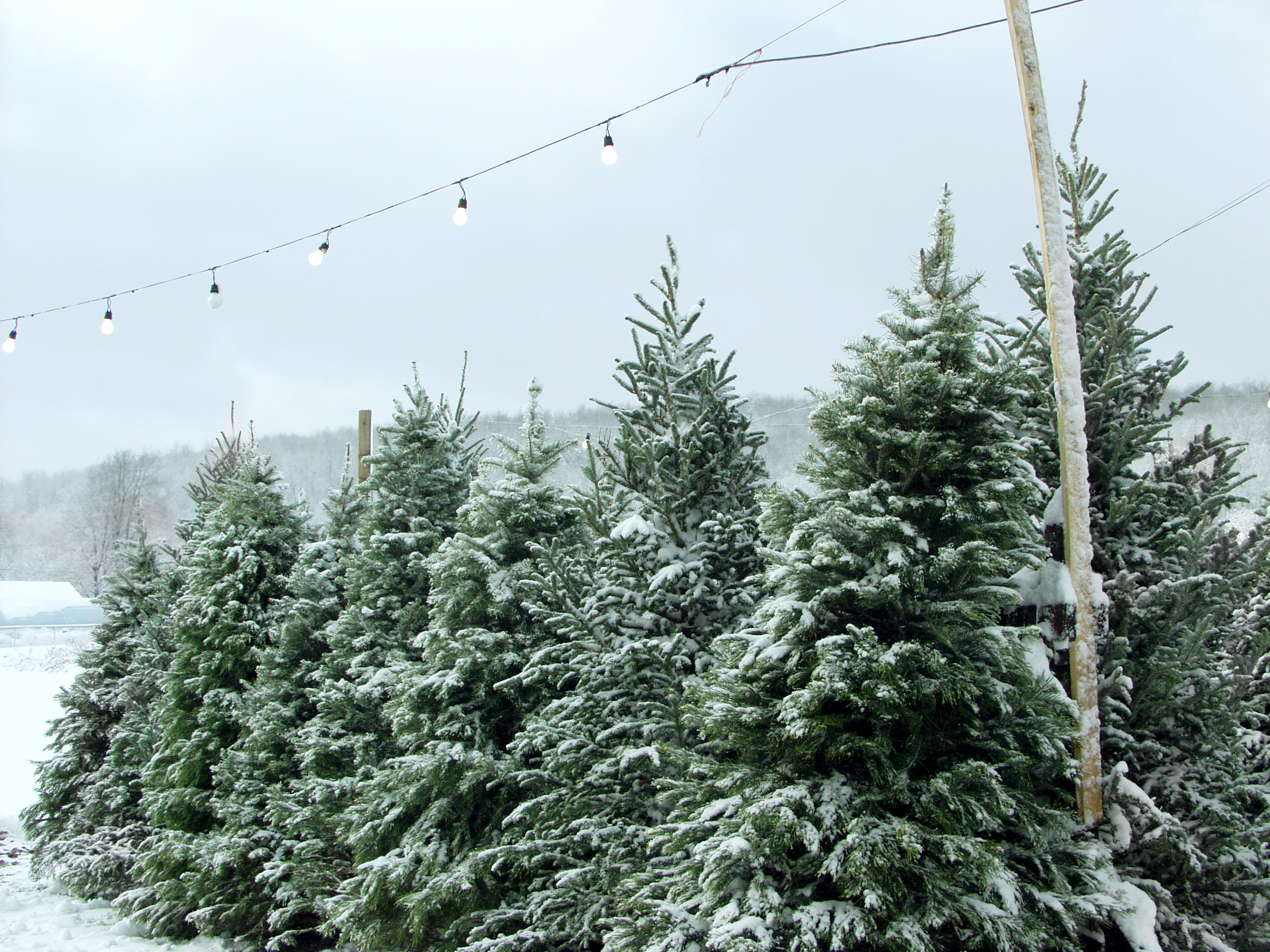 Christmas Trees For Sale with a string of lights above.