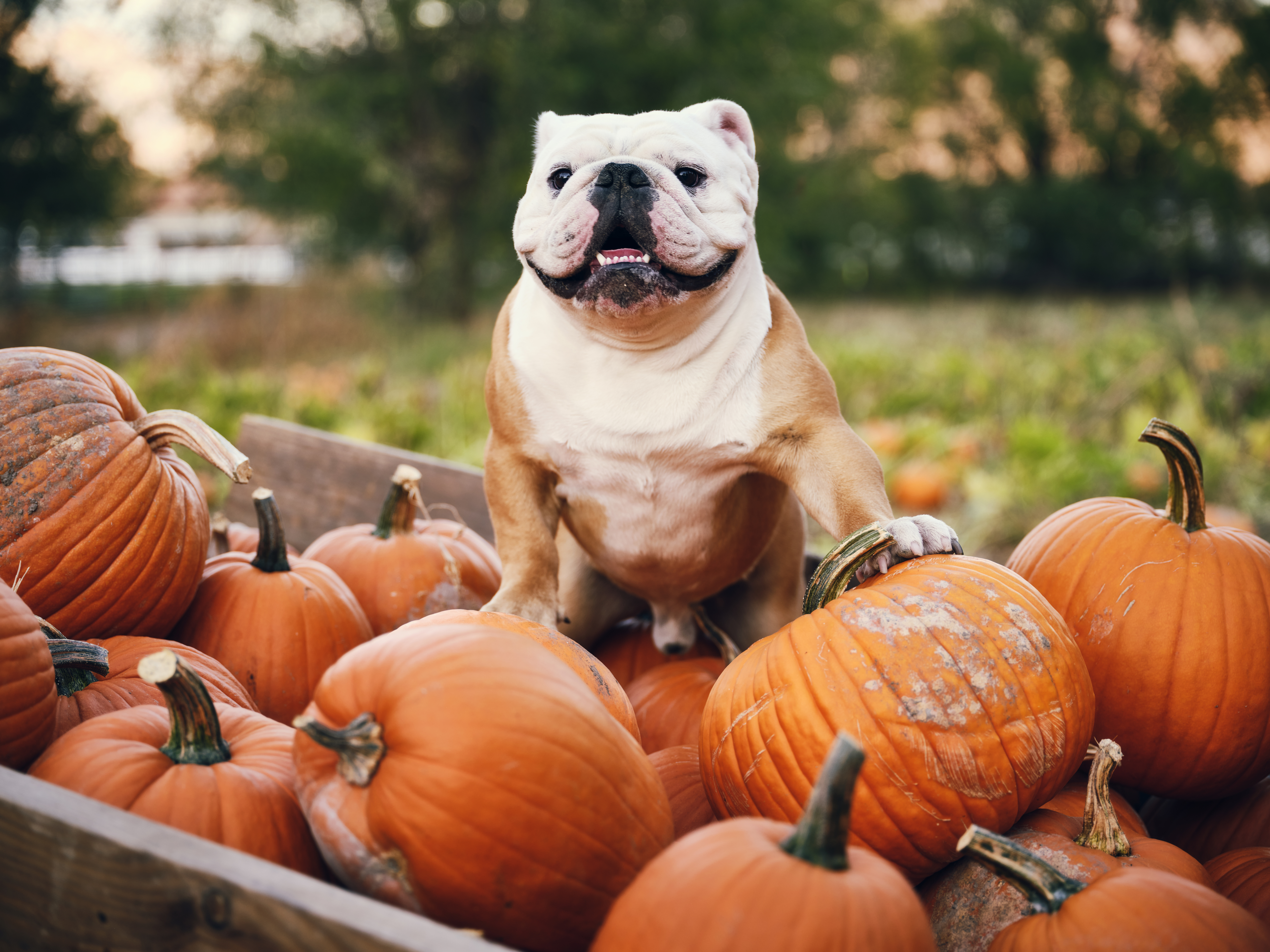 An English bulldog sitting in a pumpkin wagon.