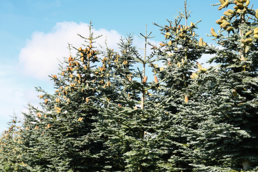 Row of noble fir trees with large cones