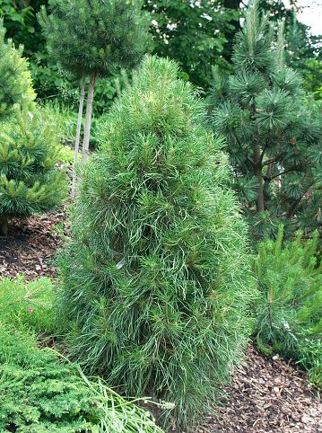 Scotch pine (P&iacute;nus sylv&eacute;stris) 'Ksawerpow'
