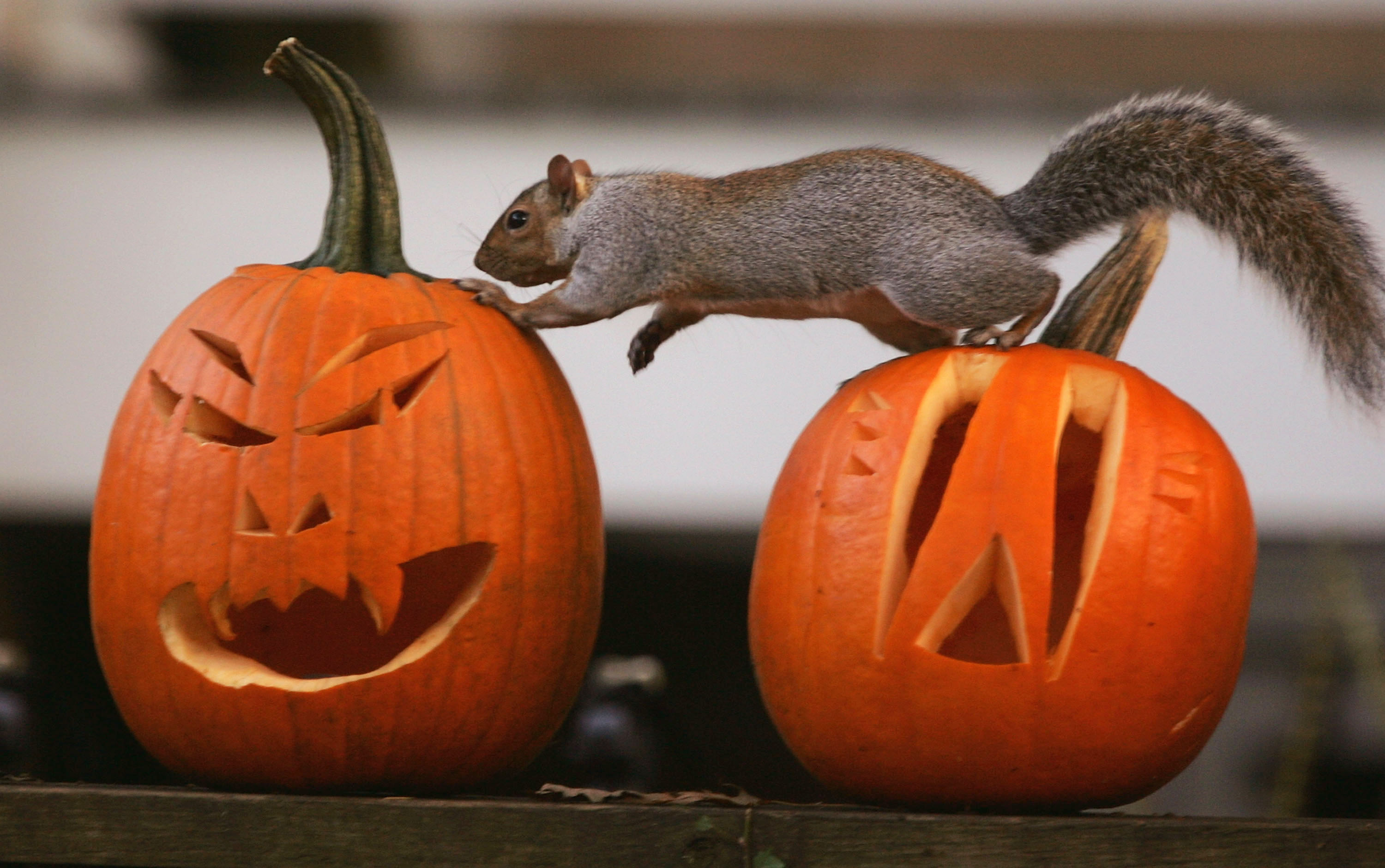 WASHINGTON - OCTOBER 25: A squirrel stands on pumpkins carved into Halloween jack-o'-lanterns October 25, 2004 in Washington, DC. Historically, glowing jack-o'-lanterns, carved from turnips or gourds, were set on porches and in windows to welcome deceased loved ones, but also to act as protection against malevolent spirits. Later, as European settlers arrived in America, the native pumpkin was found to be larger and easier to carve into jack-o'-lanterns. (Photo by Joe Raedle/Getty Images)