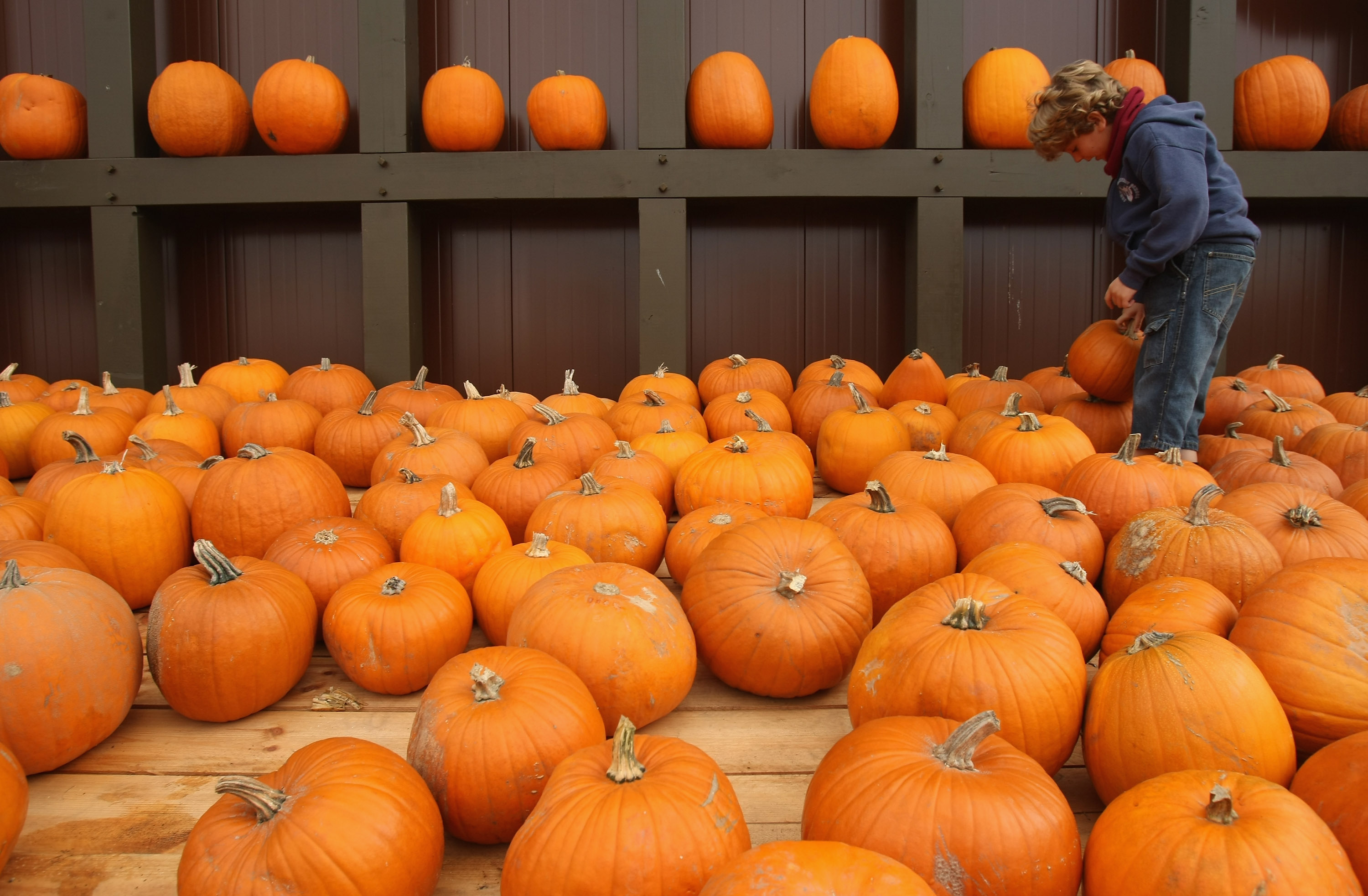 KLAISTOW, GERMANY - OCTOBER 12: A little boy choses among pumpkins for Halloween at the Spargelhof Klaistow farm on October 12, 2008 in Klaistow, Germany. Sparghelhof Klaistow, which has a family fun park built to the theme of pumpkins, grows 400 different kinds of pumpkins. (Photo by Sean Gallup/Getty Images)