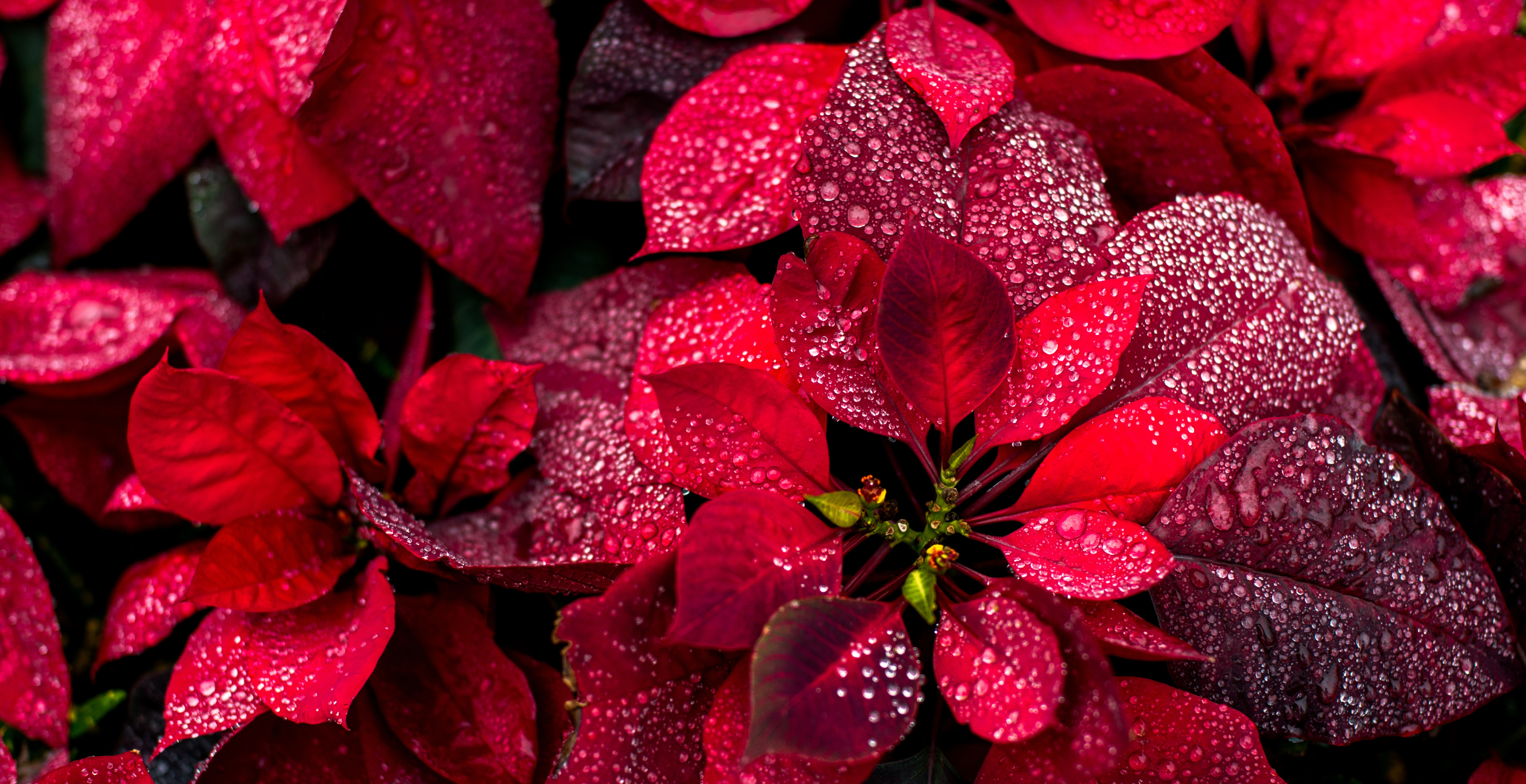Poinsettias