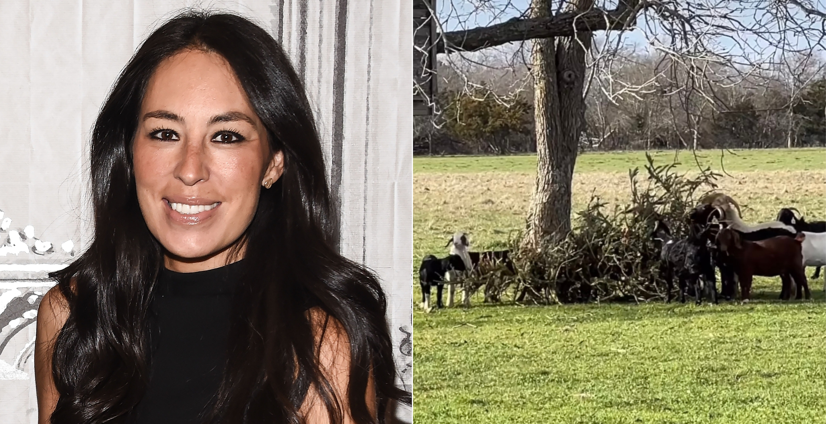 Joanna Gaines goats eating Christmas tree
