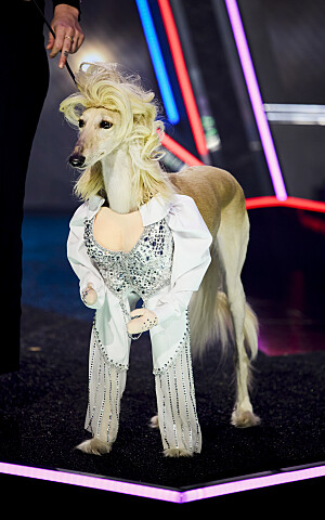 Dolly Parton's pet gala