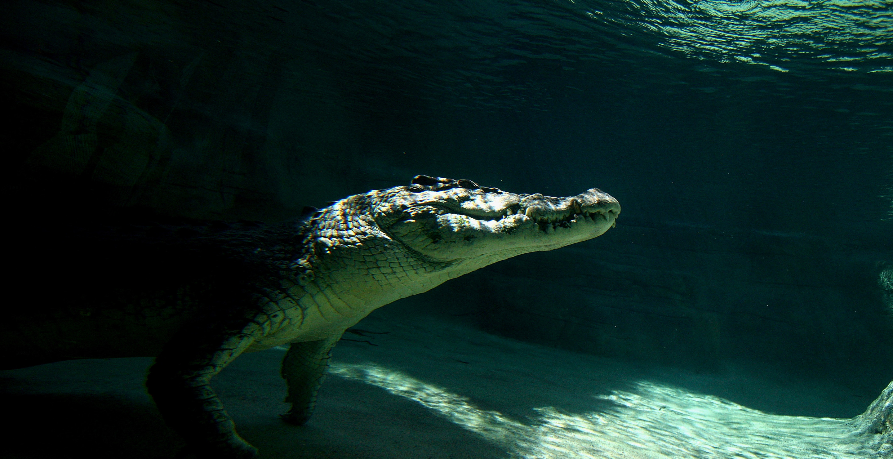 British Woman Punches Crocodile In Face, Gets Honored By The King