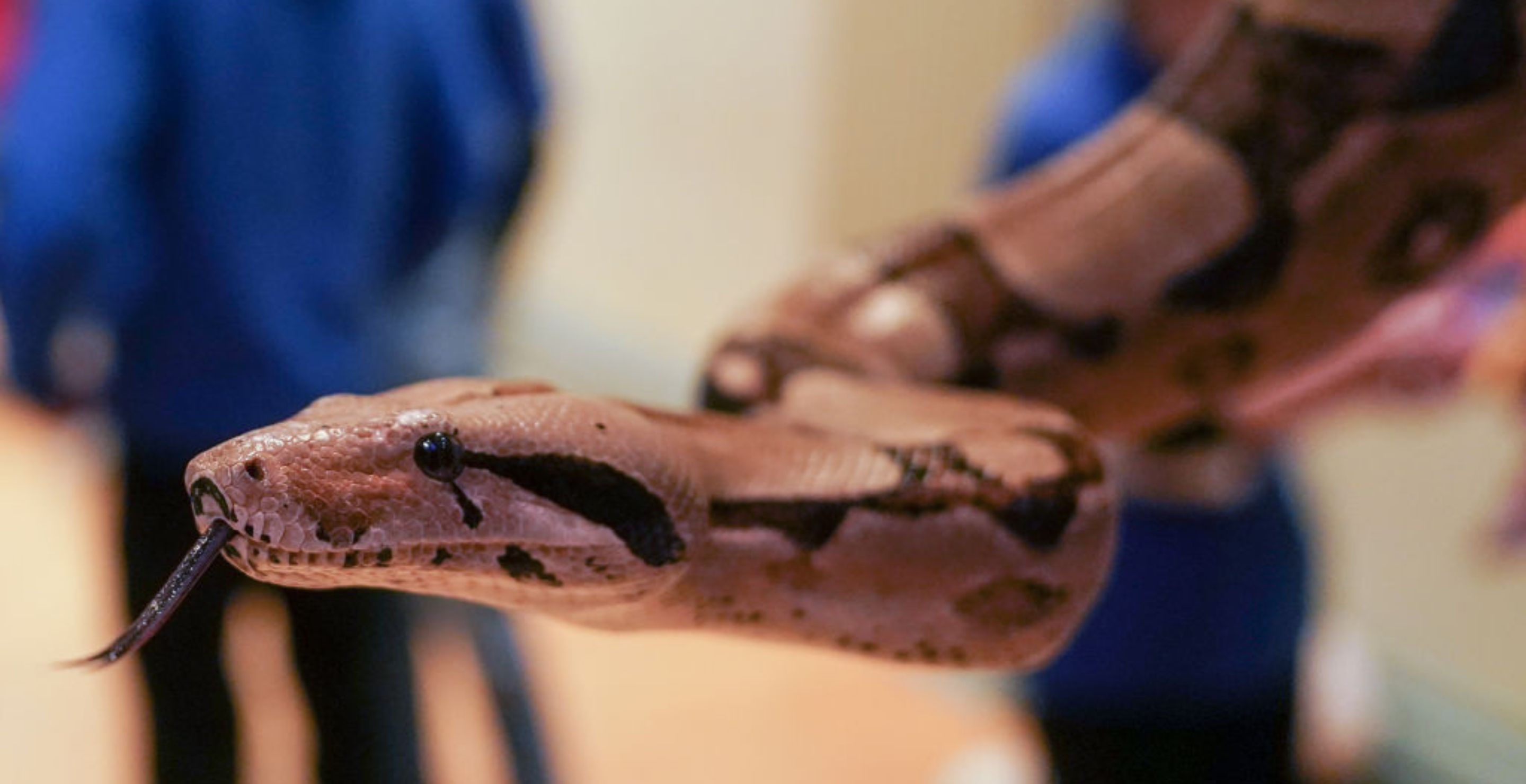 Giant Snake Gets Unceremoniously Thrown Out Of A Couple's Wedding By One Brave Guest