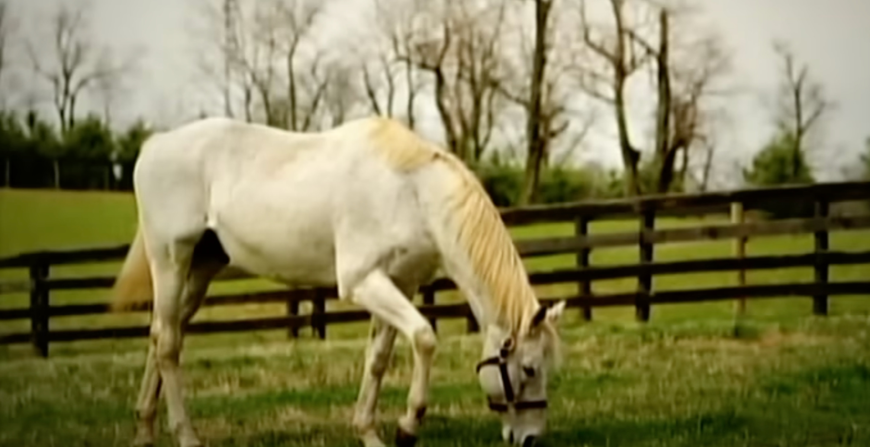 Meet The World's Oldest Kentucky Derby Winner