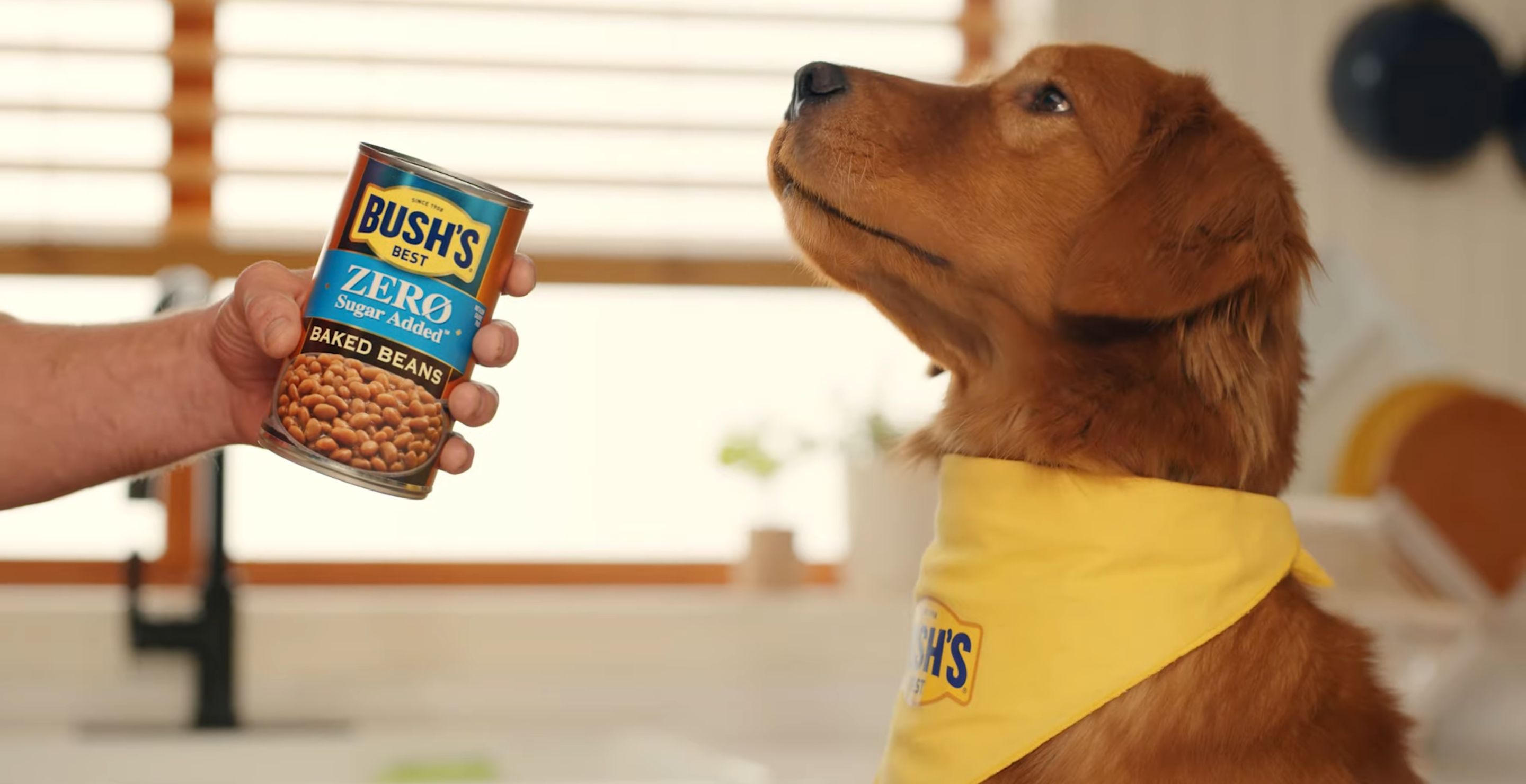 Whatever Happened To Duke, The Adorable Mascot Of Bush's Baked Beans