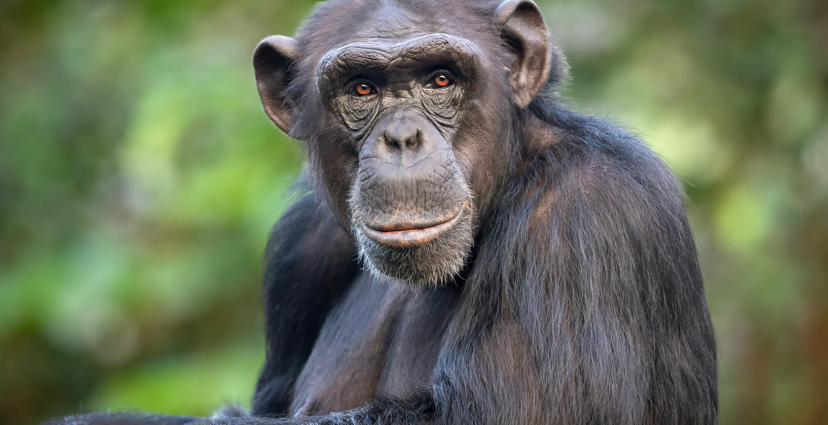 'Tiger King' Filmmaker Lampoons The World Of Chimp Owners In New Documentary
