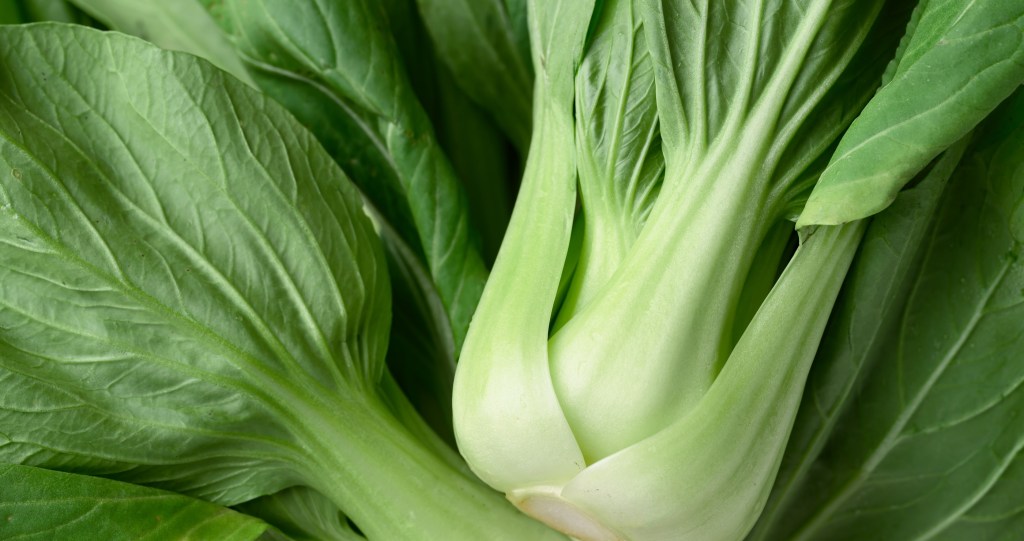 bok choy in-season fall veggies