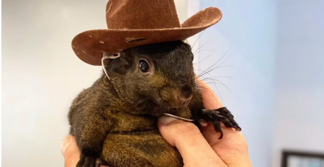 Trump Is Reportedly Fired Up Over The Death Of Peanut The Squirrel