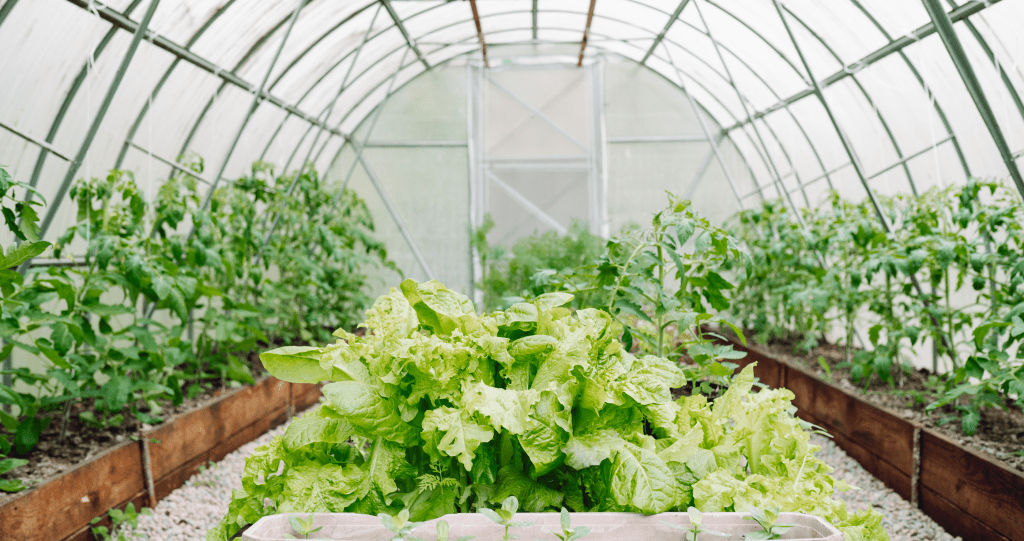 greenhouse