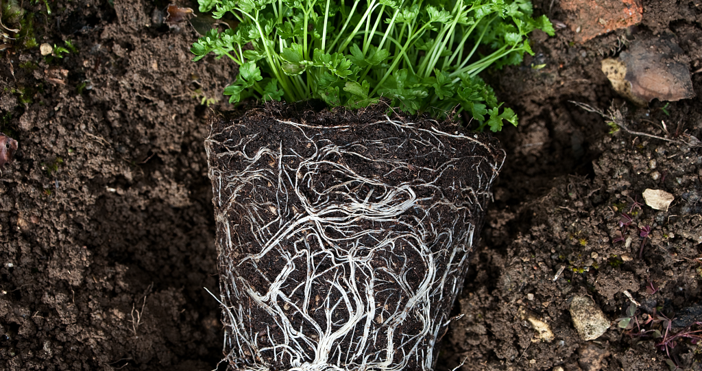 plant roots Carrie Underwood gardening