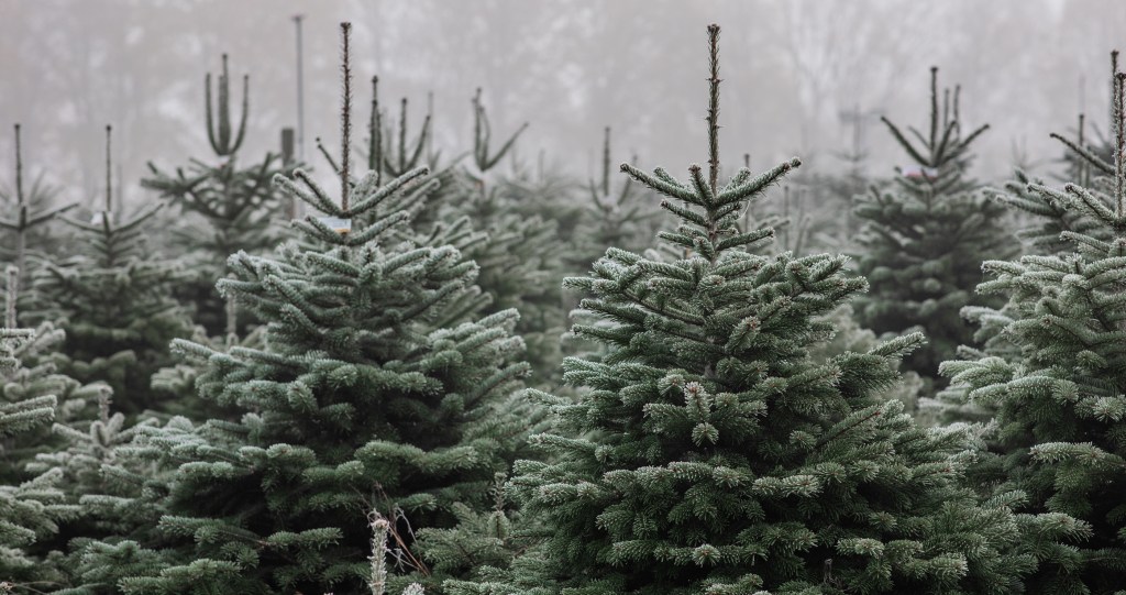 Carrie Underwood Christmas traditions get a real tree