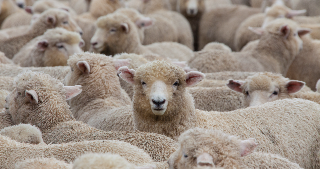 Carrie Underwood shows shes a great farmer by controlling Gary the sheep