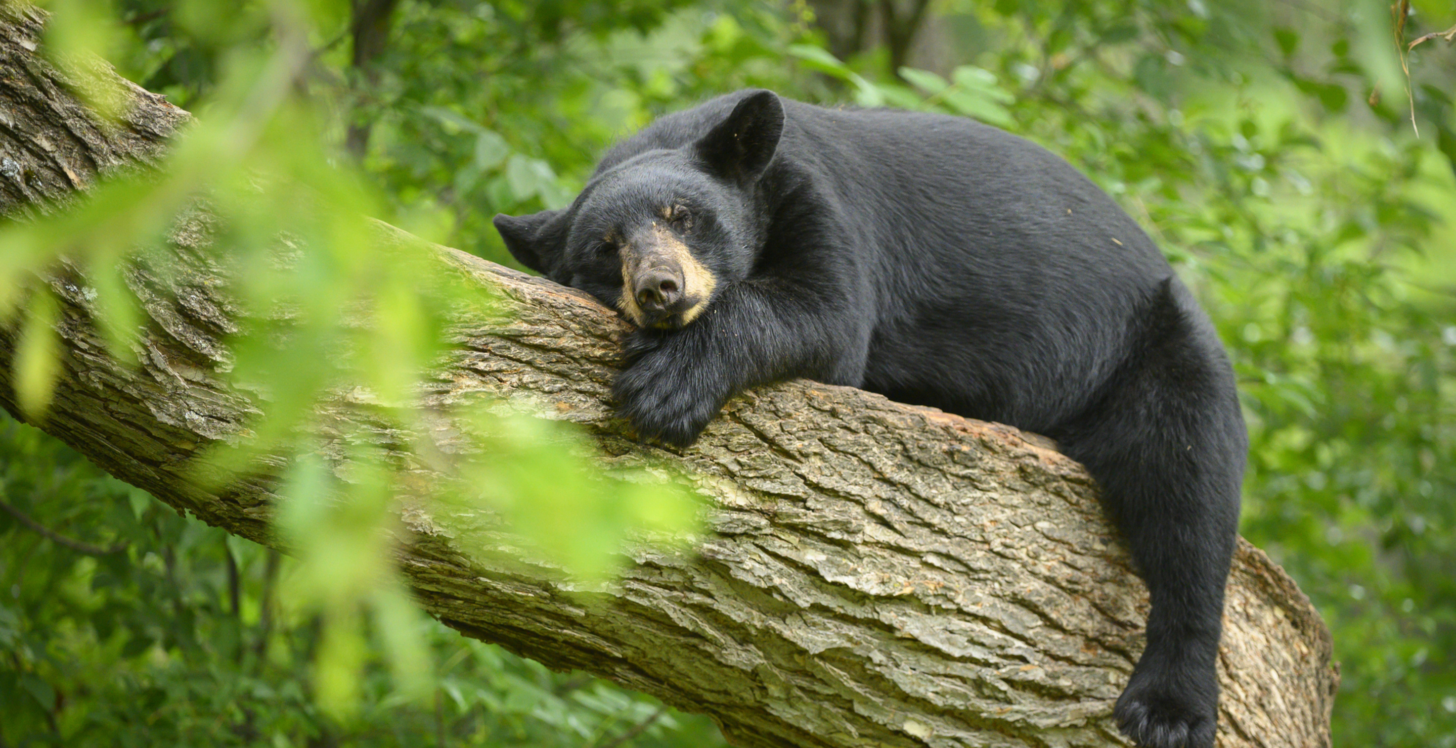 Grandfather Dies After Bear Falls Out Of A Tree On Top Of Him