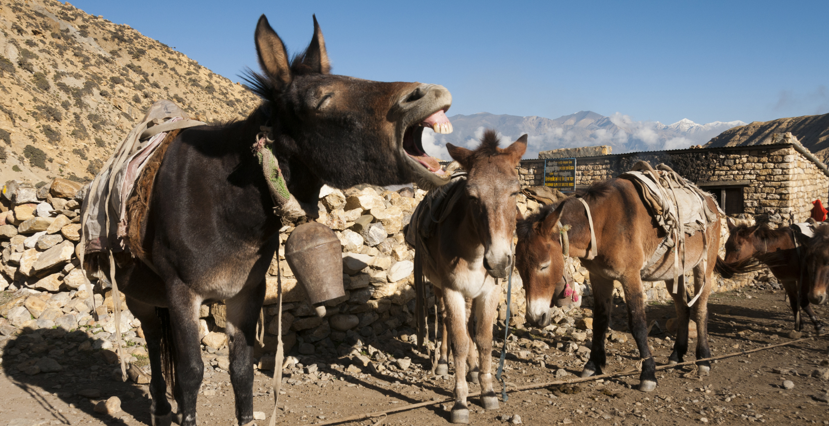 Kentucky Man Arrested Twice After Going On Low Speed Mule Chase