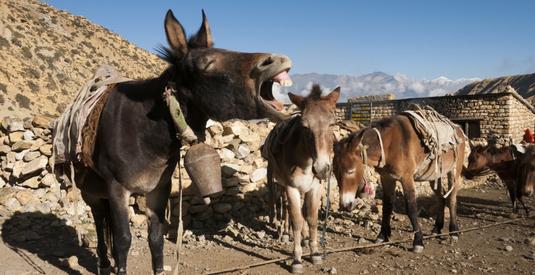 Kentucky Man Arrested Twice After Going On Low Speed Mule Chase