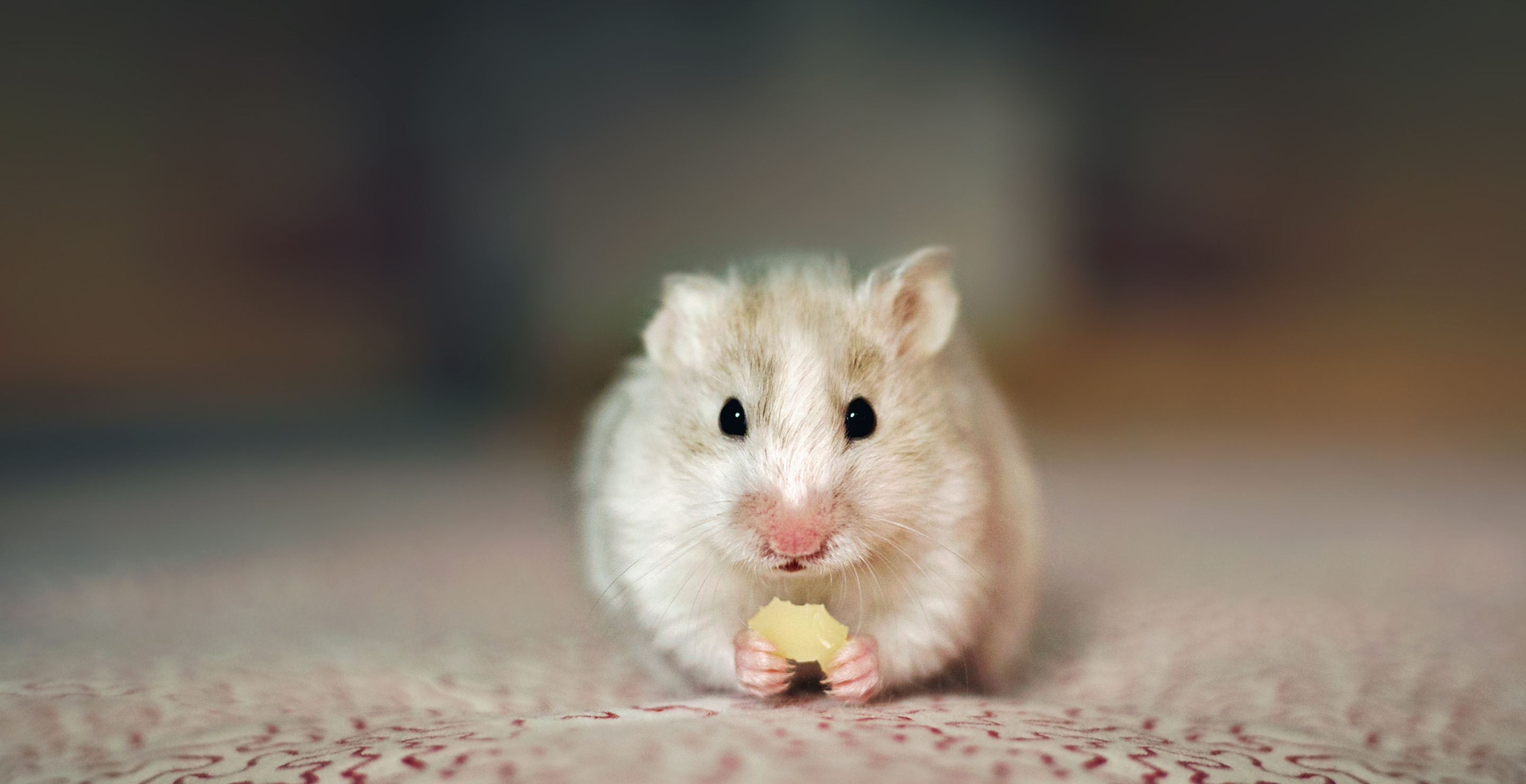 Man Almost Dies After Getting Bit By His Pet Hamster
