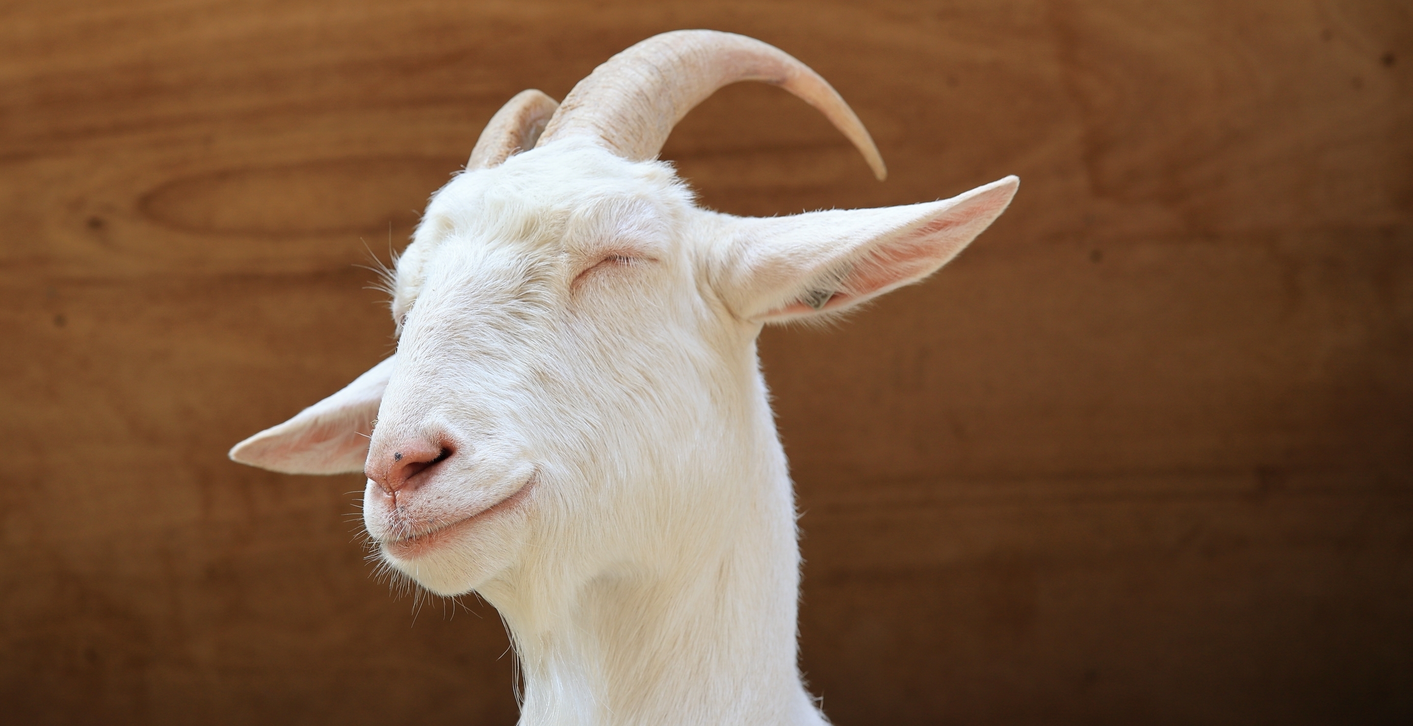 Texas Cheerleader Accused Of Poisoning Pet Goat
