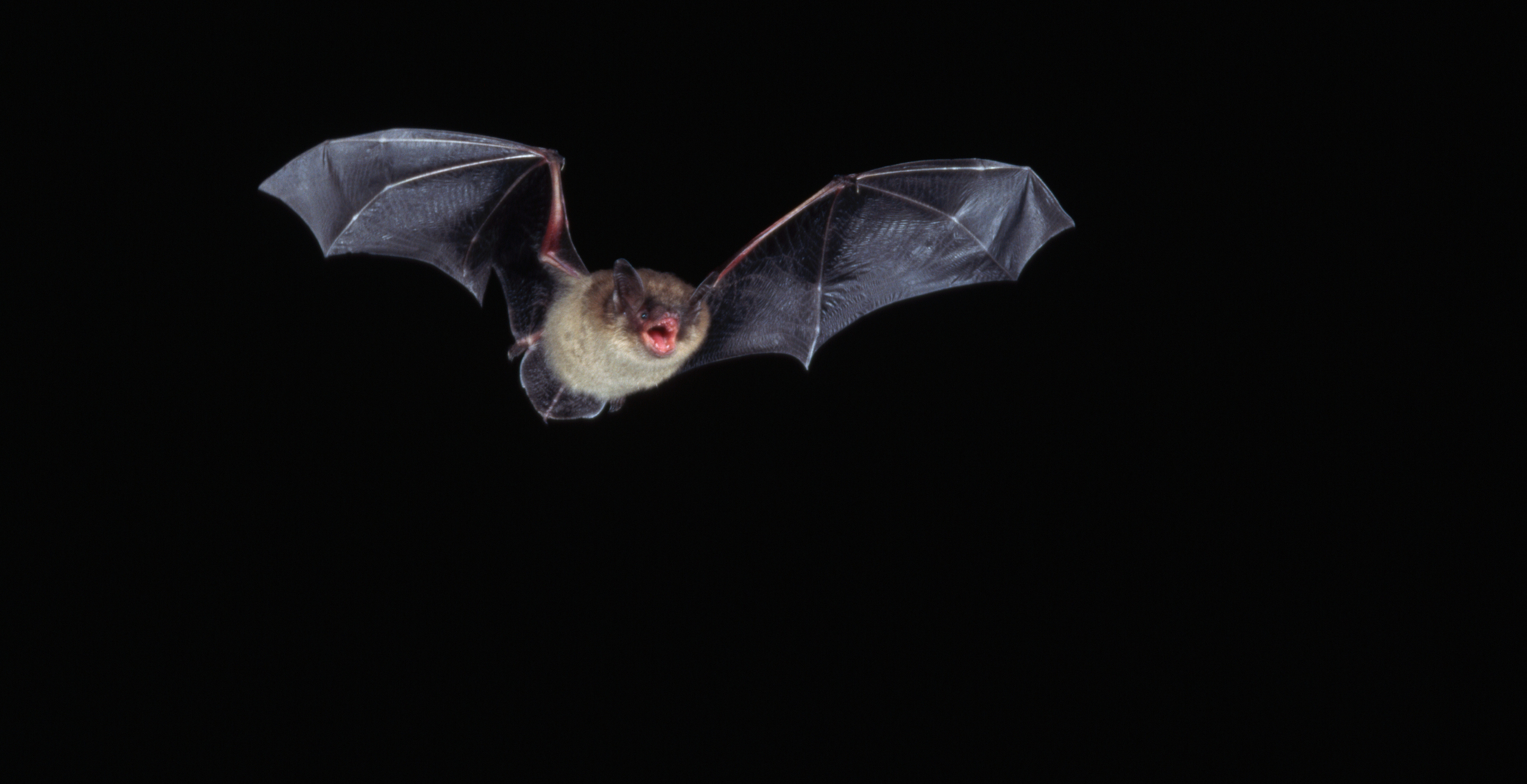 Two Men Die After Using Bat Poop For Insane Reason