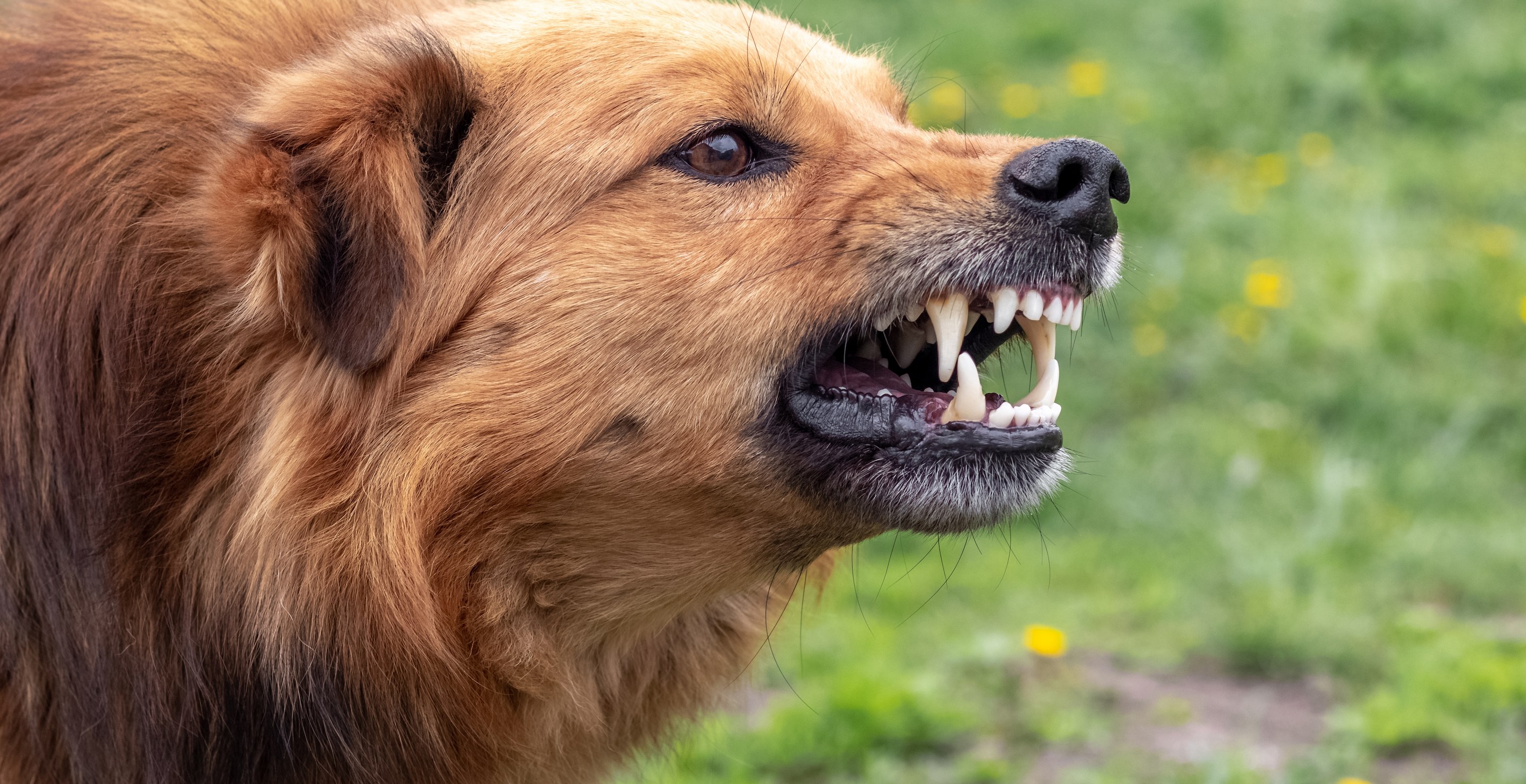 Dog Saves 3-Year-Old Child From A Kidnapping