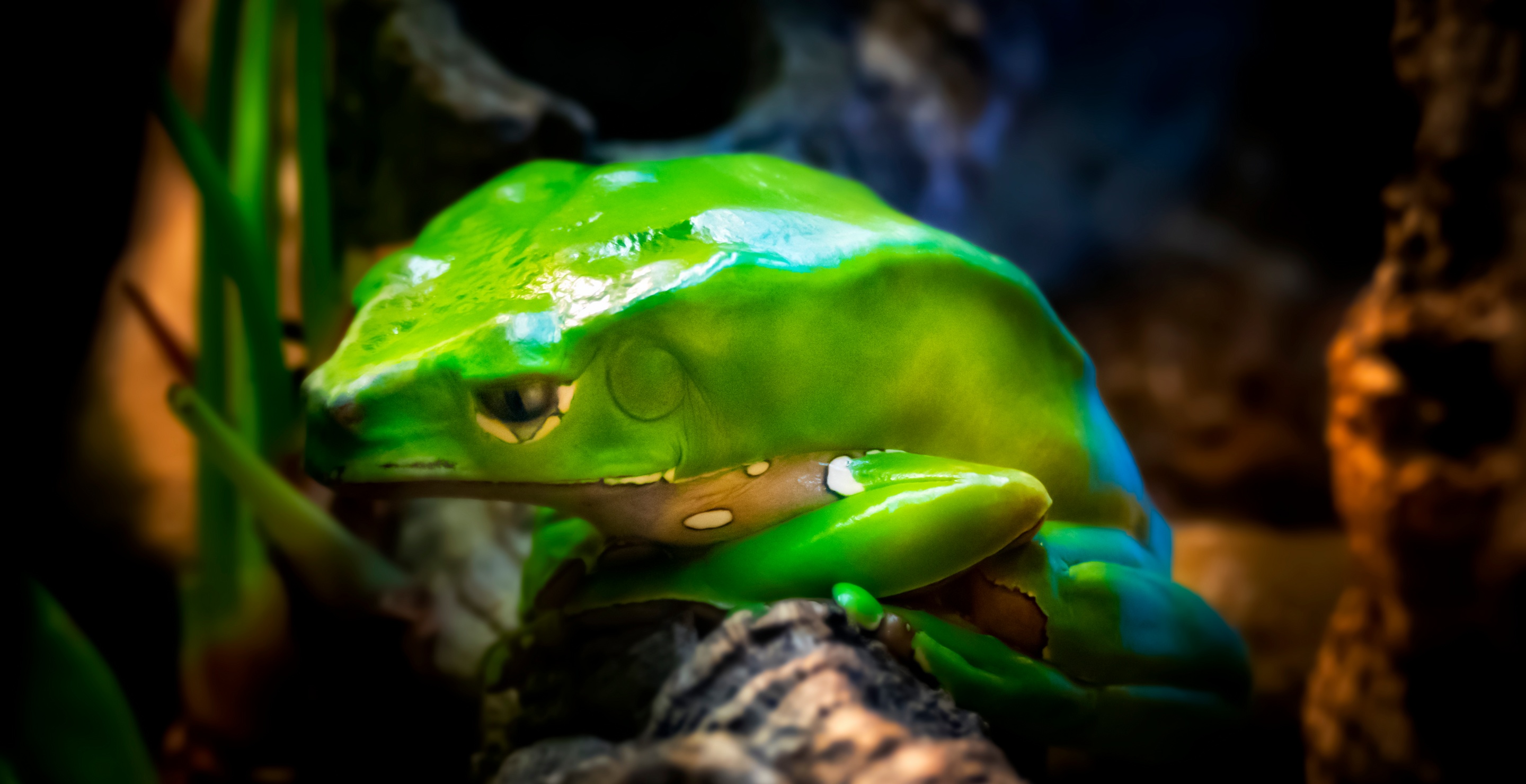 Mexican Actress Dies From Ingesting Frog Venom At Spiritual Cleansing Retreat