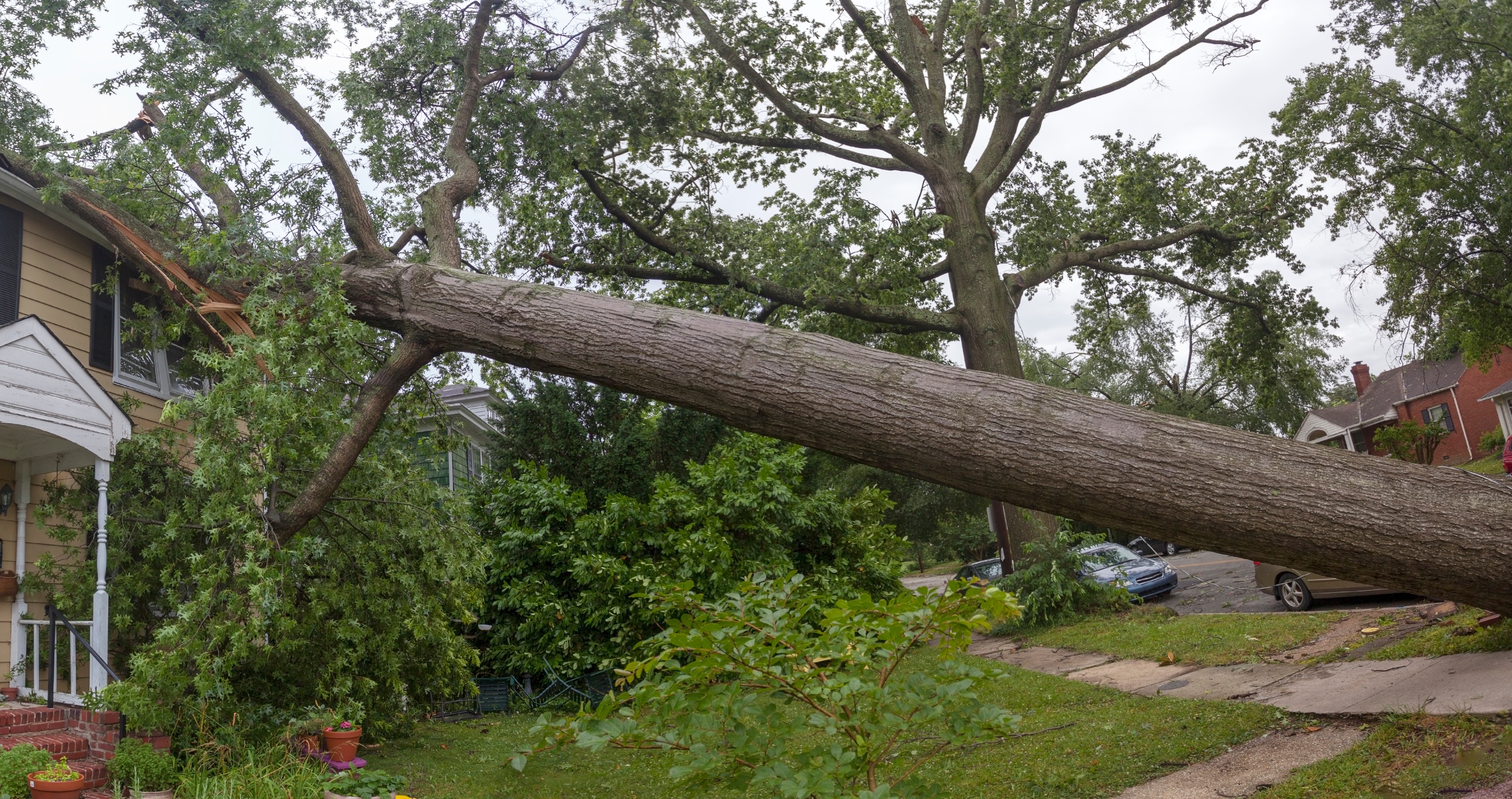 teen dies when tree falls through home