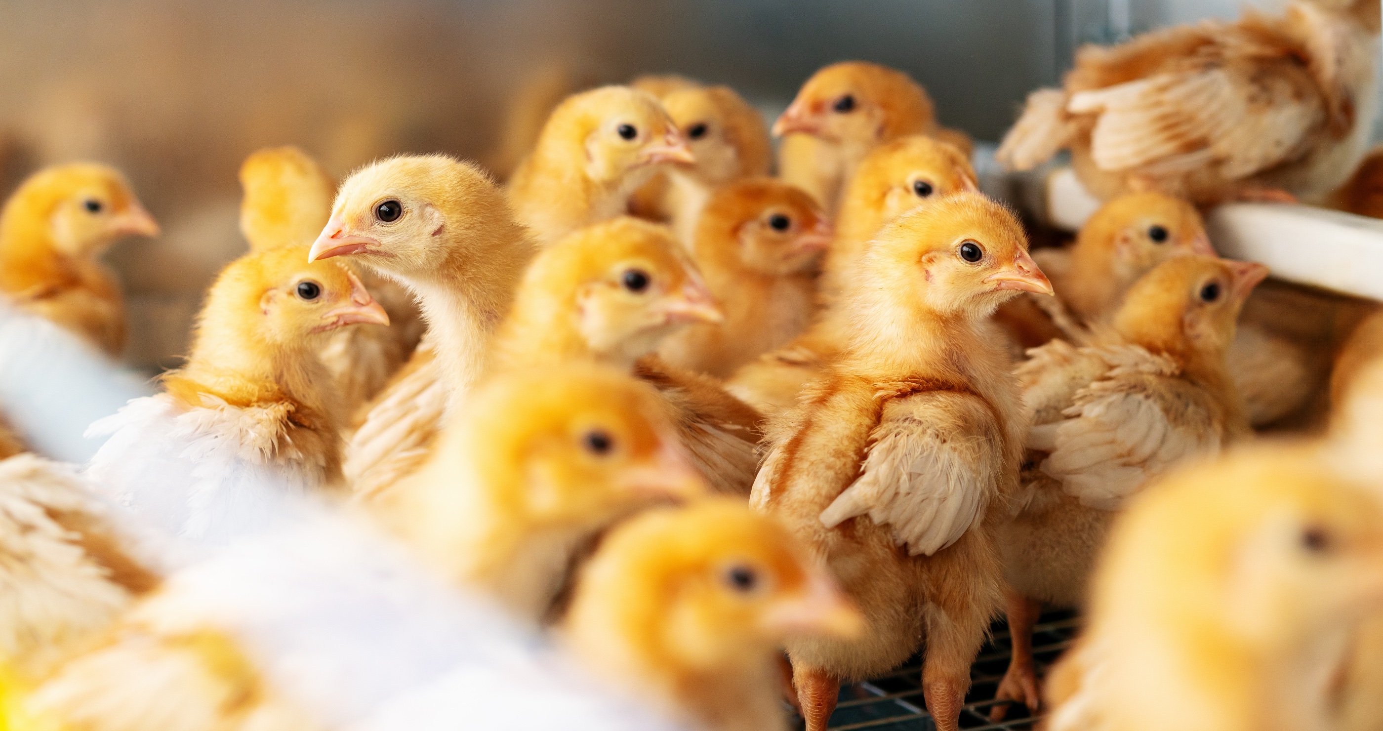 Johnny Cash released 500 baby chicks in a hotel