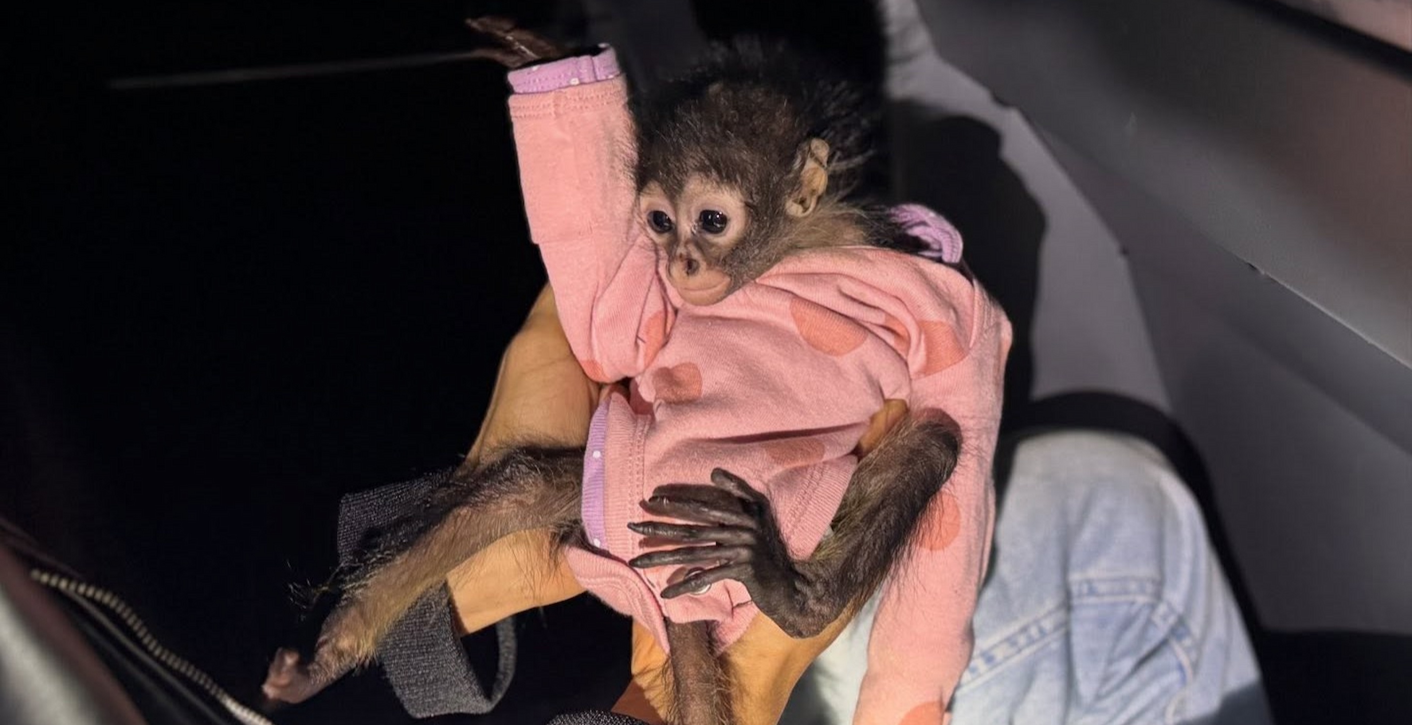Adorable Baby Spider Monkey Wearing A Onesie Found During DUI Arrest
