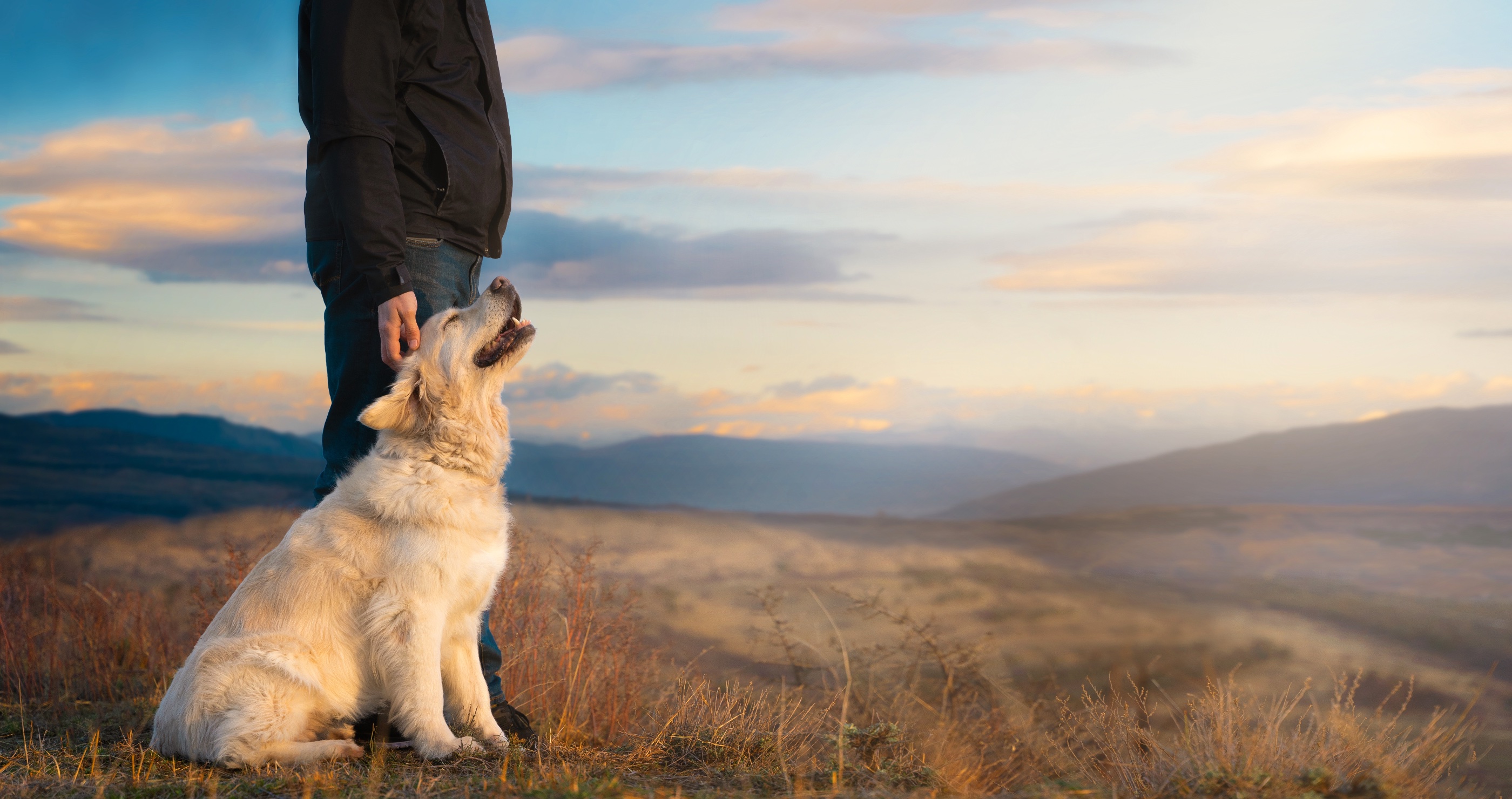 best country songs about dogs
