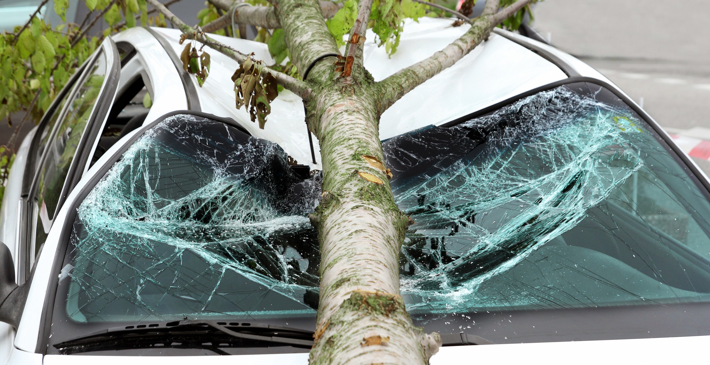 Man Dies After Tree Falls On Him In Ireland After Storm Eowyn Causes Raging Winds