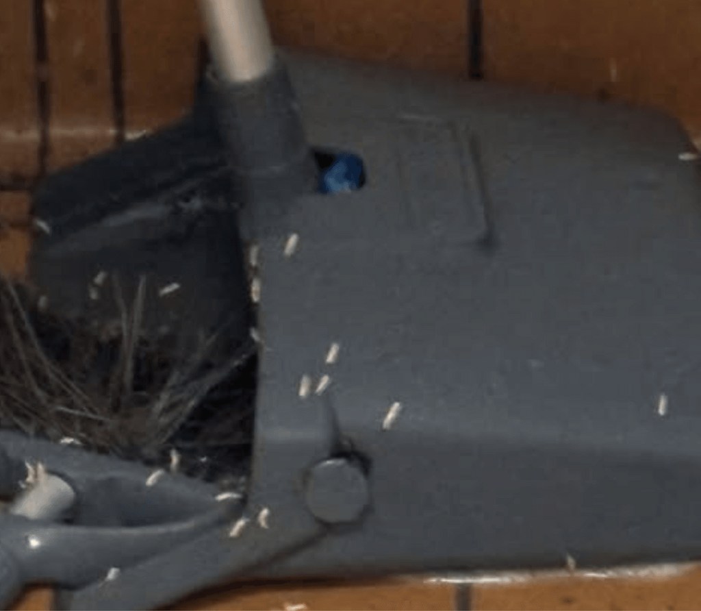 Maggots found in McDonald's