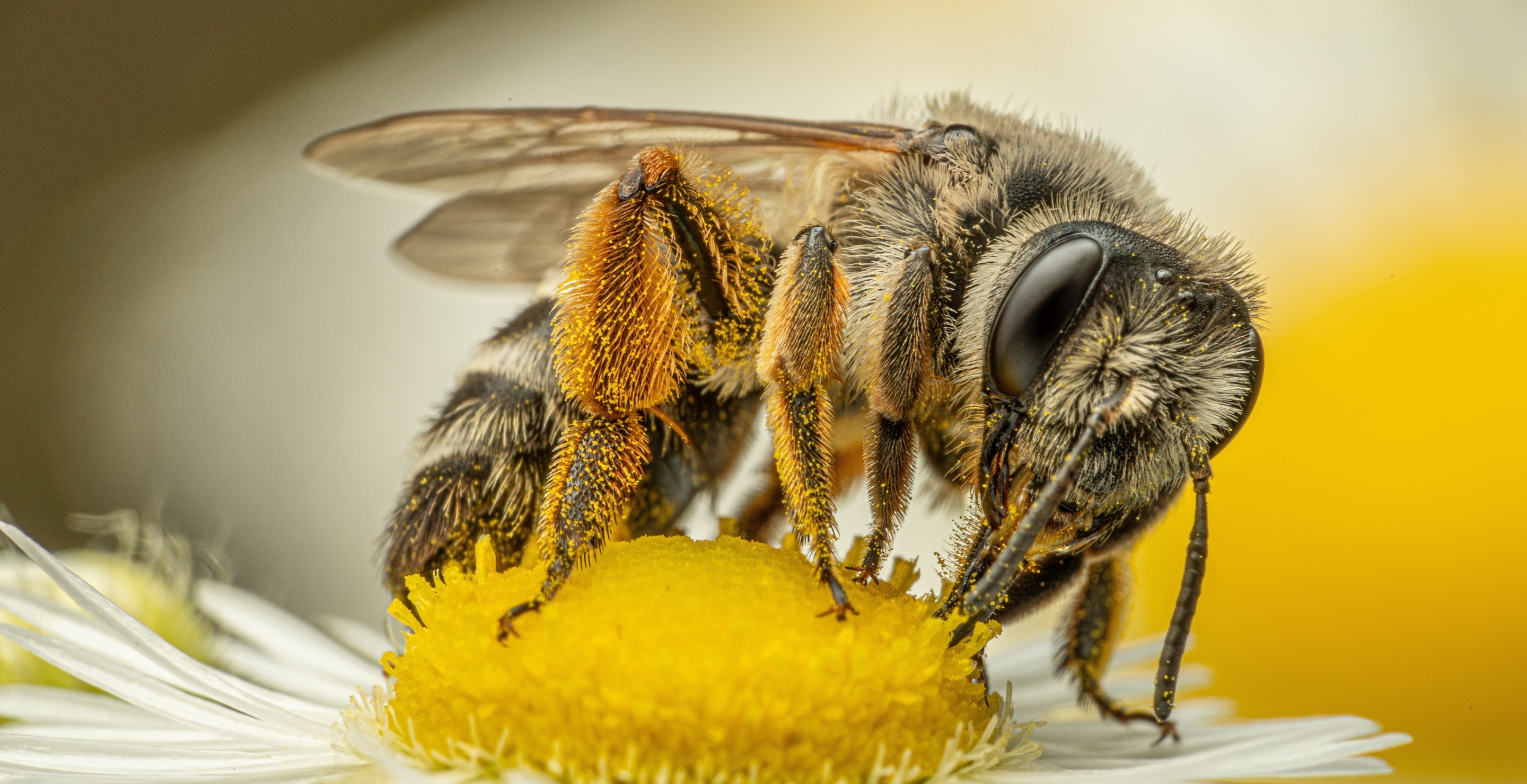 10 People Injured By Bees In The Town