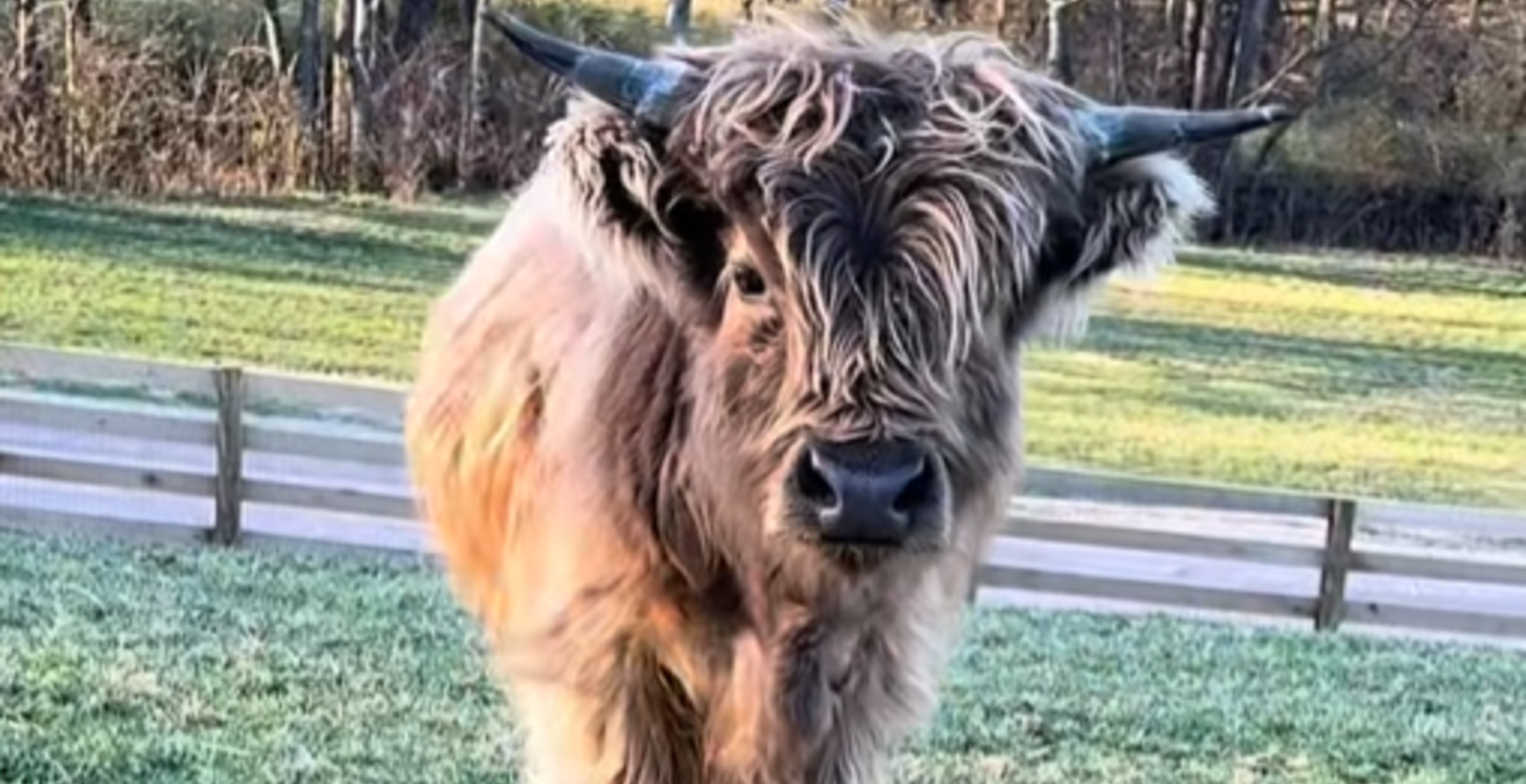 Bunnie XO's Cow Crunch Adorably Moos Along To 90's R&B
