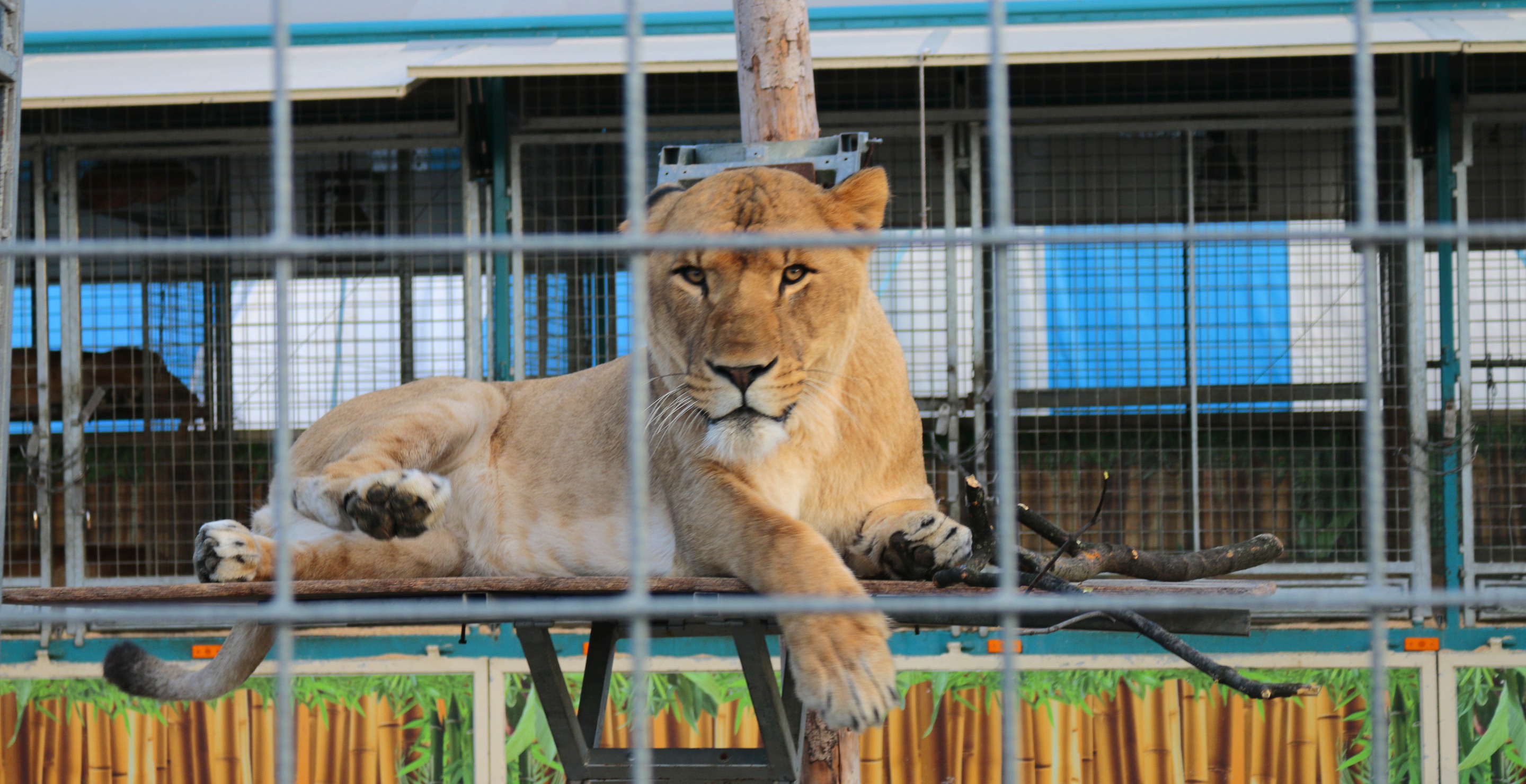 Circus Worker Attacked By Lioness As Terrified Audience Flees