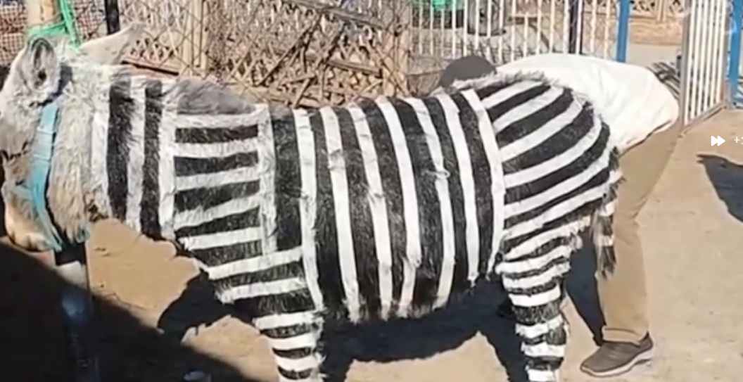 Donkey Zebra
