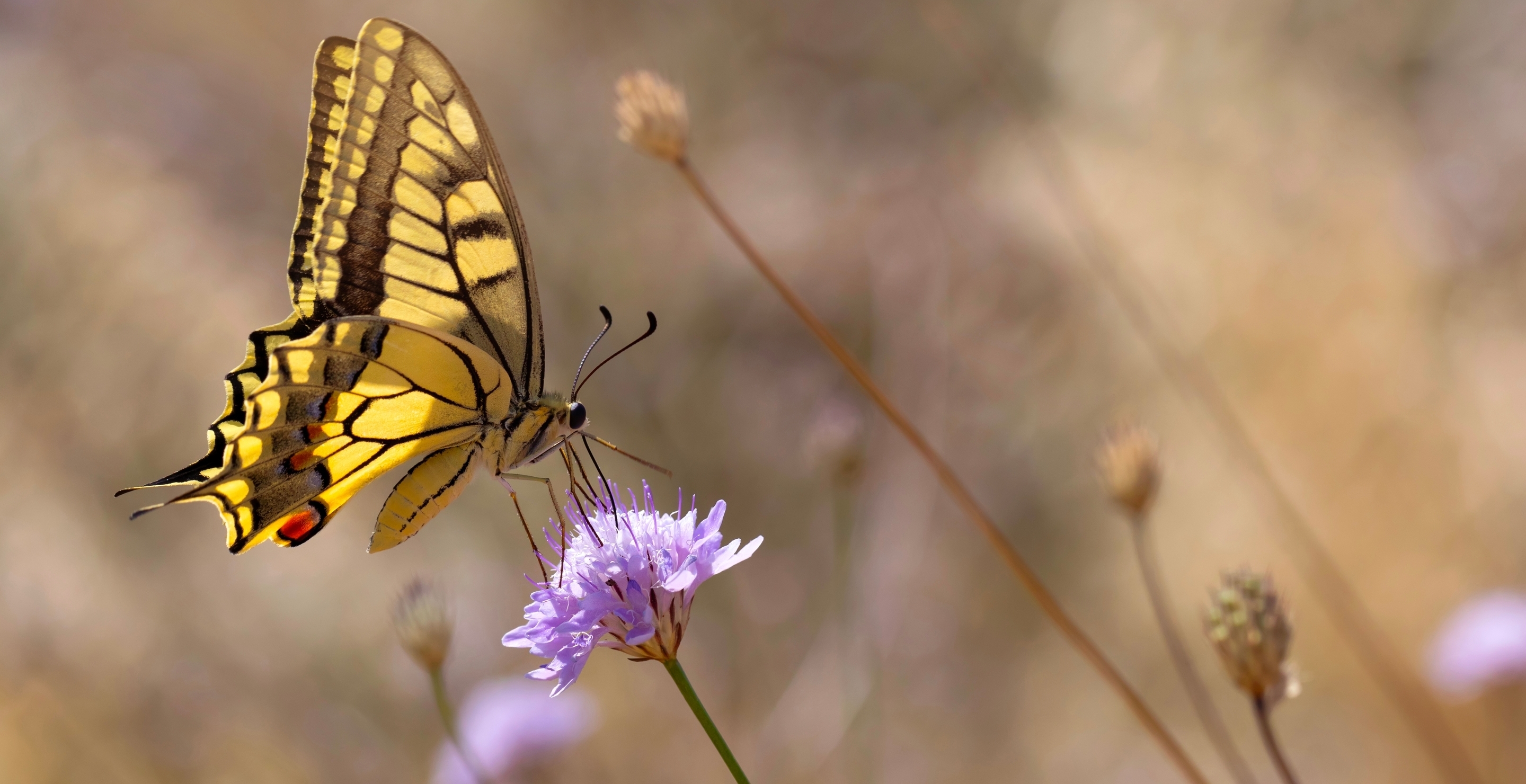 Heart Wrenching Final Days Of Teen Who Injected Himself With Mashed Up Butterflies