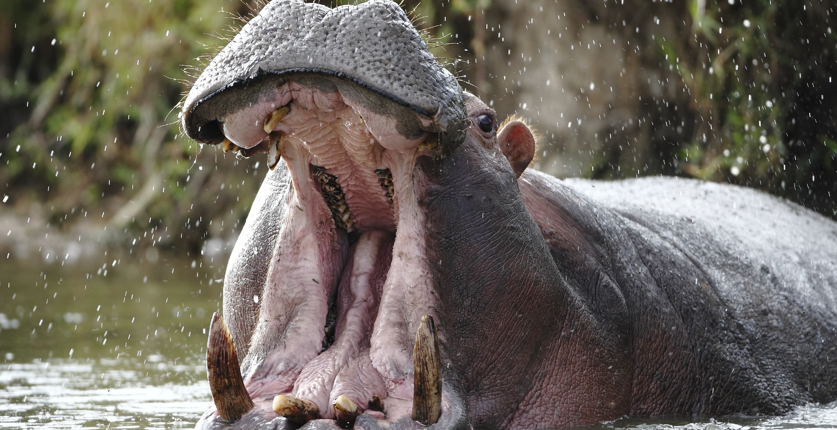Hippo